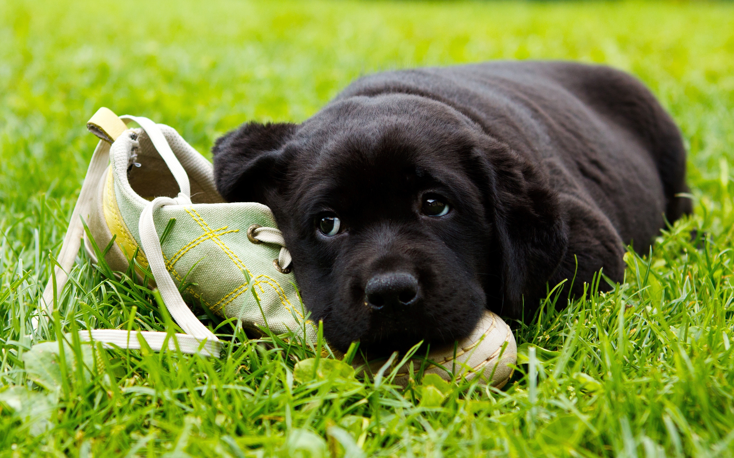 Laden Sie das Hunde, Hund, Tiere-Bild kostenlos auf Ihren PC-Desktop herunter