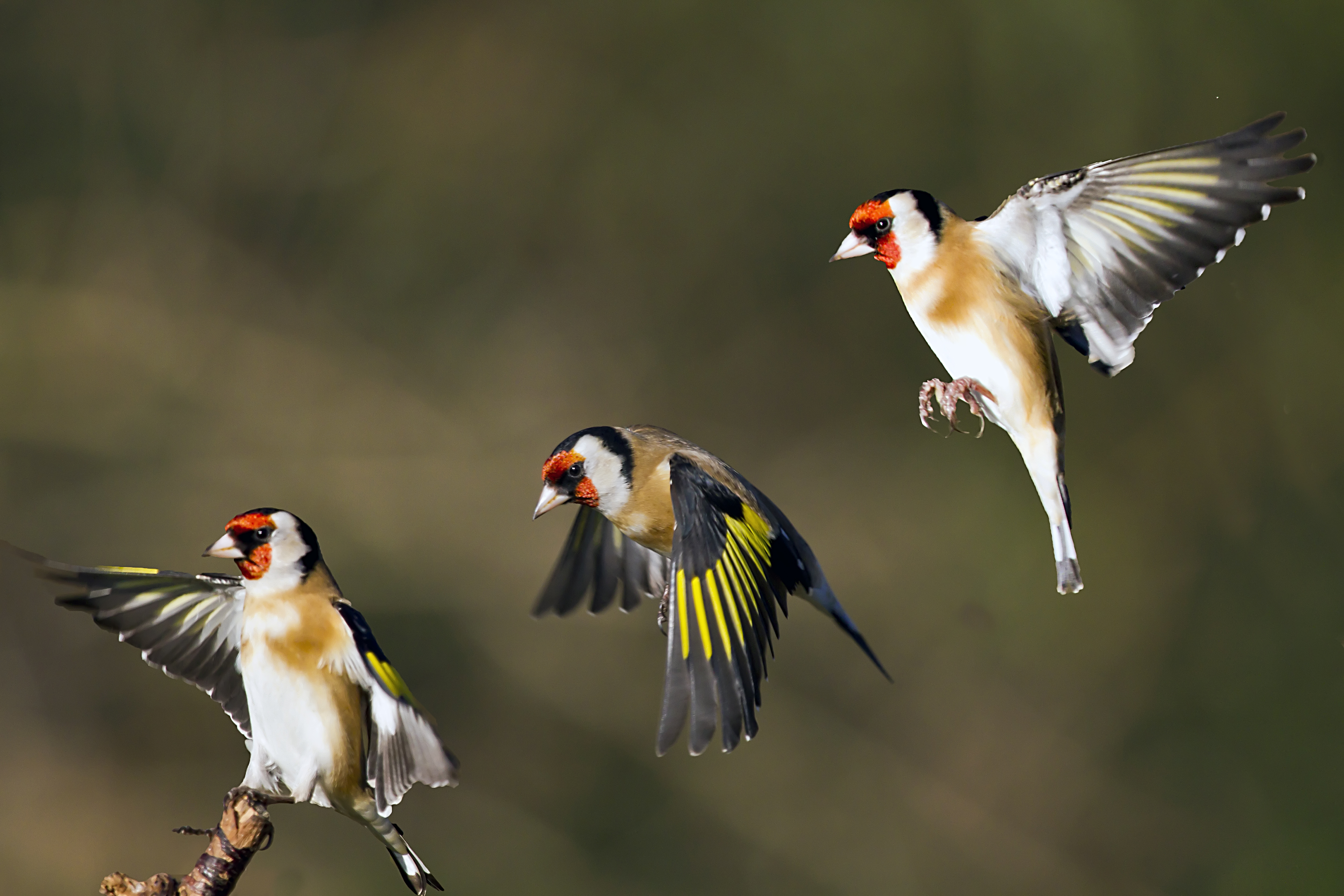 Baixar papel de parede para celular de Animais, Aves, Pássaro gratuito.