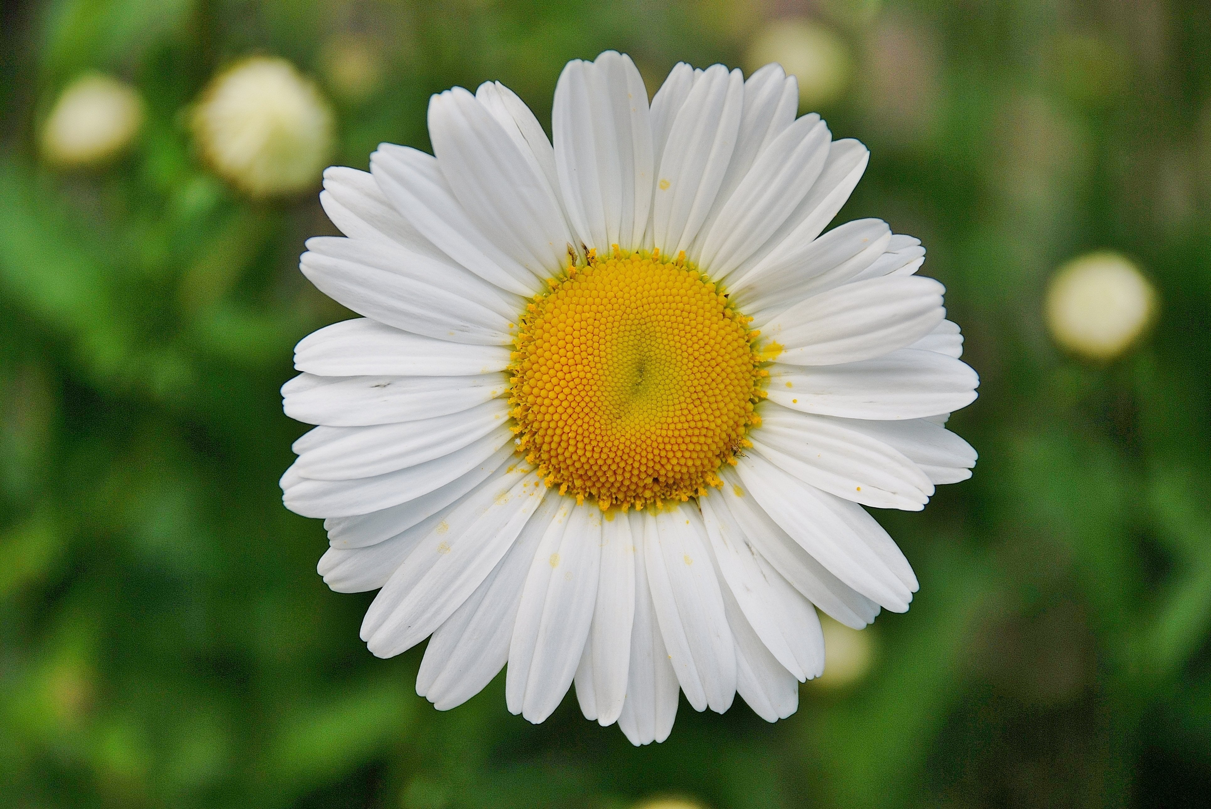 Laden Sie das Blumen, Blume, Gänseblümchen, Weiße Blume, Erde/natur-Bild kostenlos auf Ihren PC-Desktop herunter
