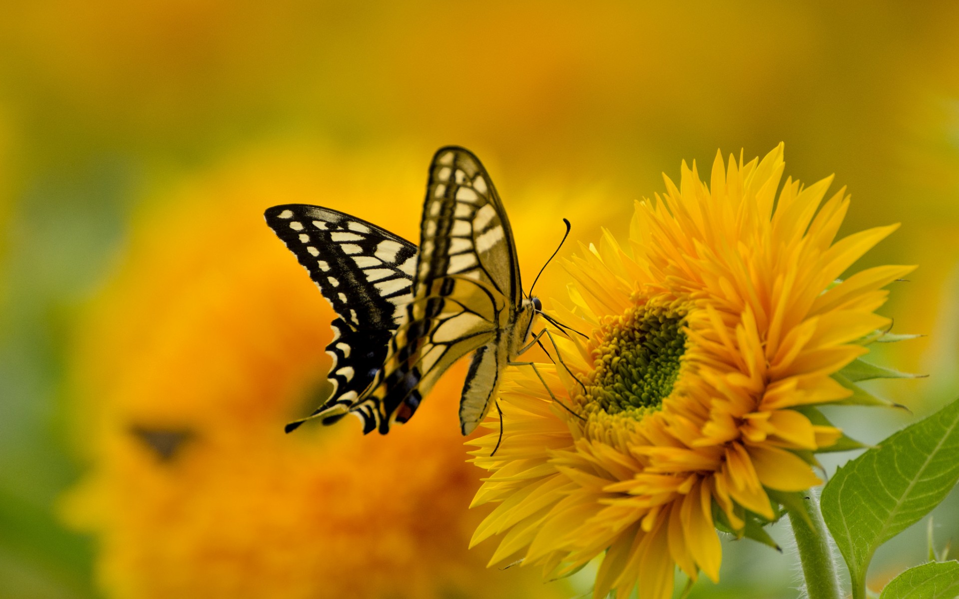 Скачать обои бесплатно Животные, Цветок, Насекомое, Бабочка, Желтый Цветок картинка на рабочий стол ПК