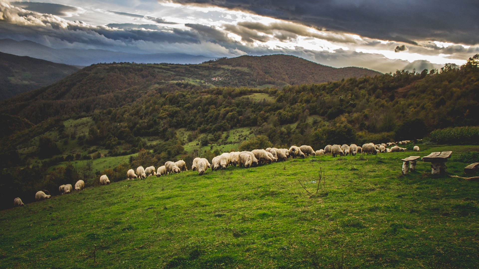 無料モバイル壁紙動物, 自然, 草, 森, 丘, 羊をダウンロードします。