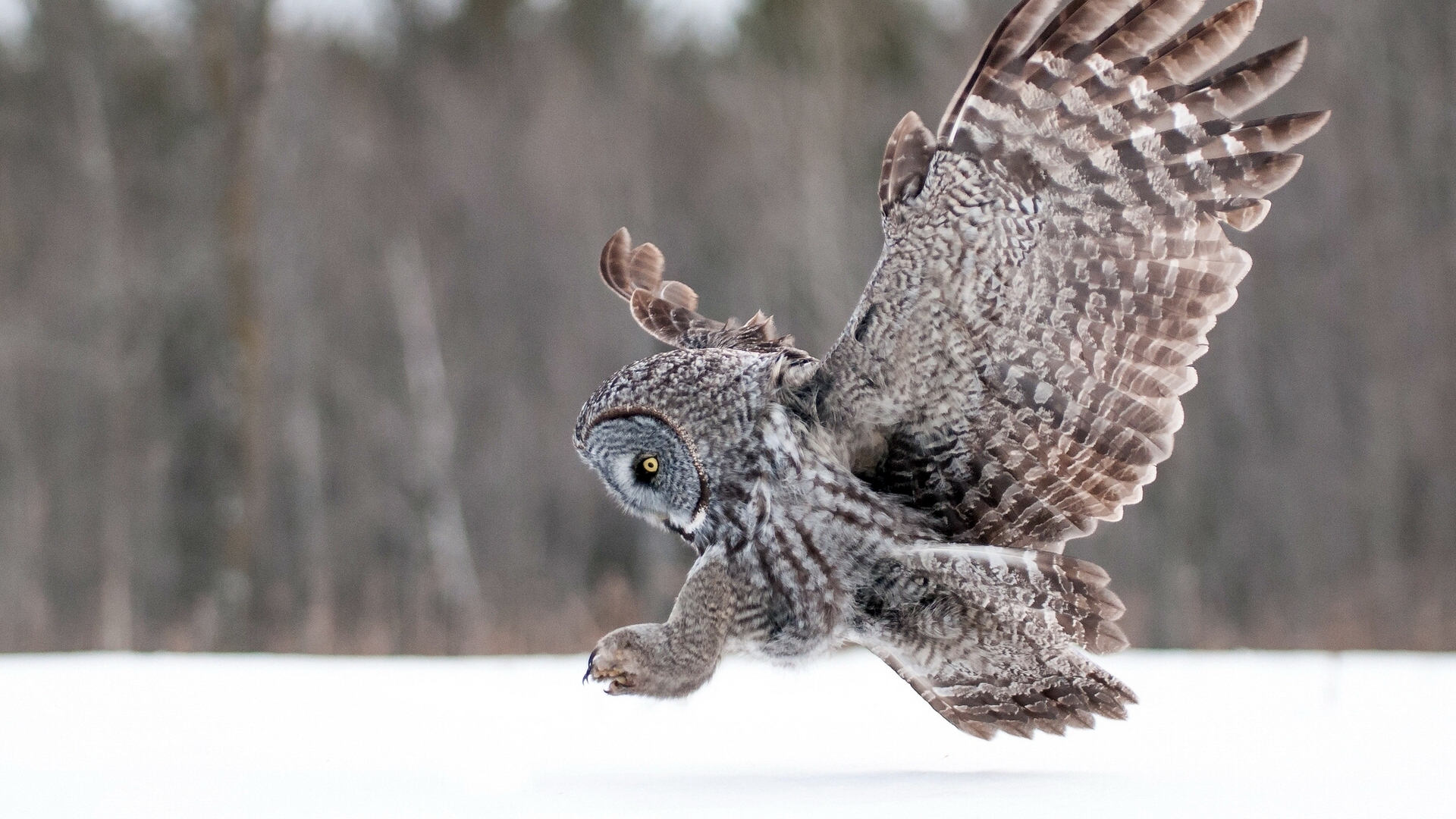 Download mobile wallpaper Owl, Animal for free.