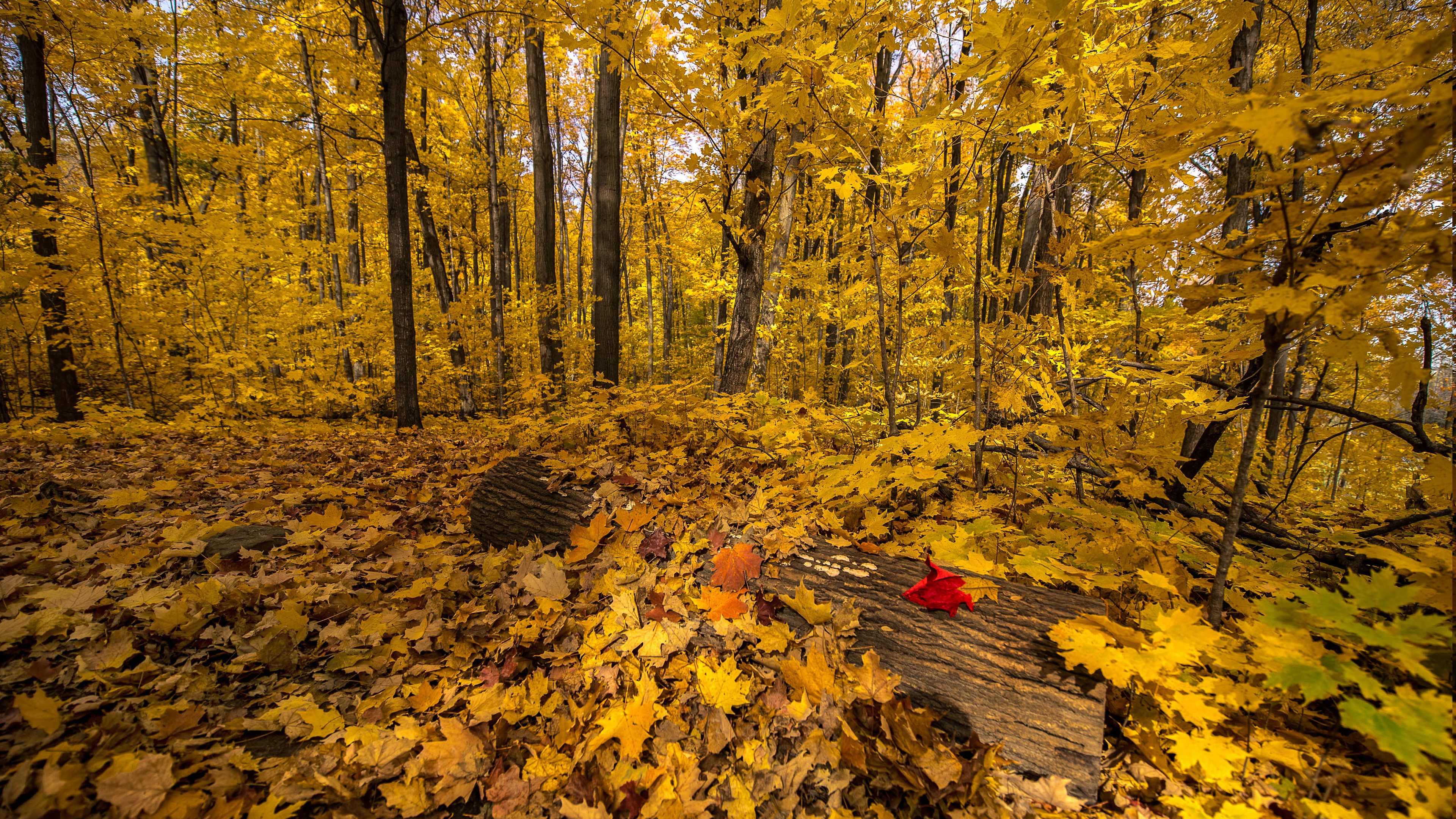 Téléchargez des papiers peints mobile Automne, Forêt, La Nature, Terre/nature gratuitement.