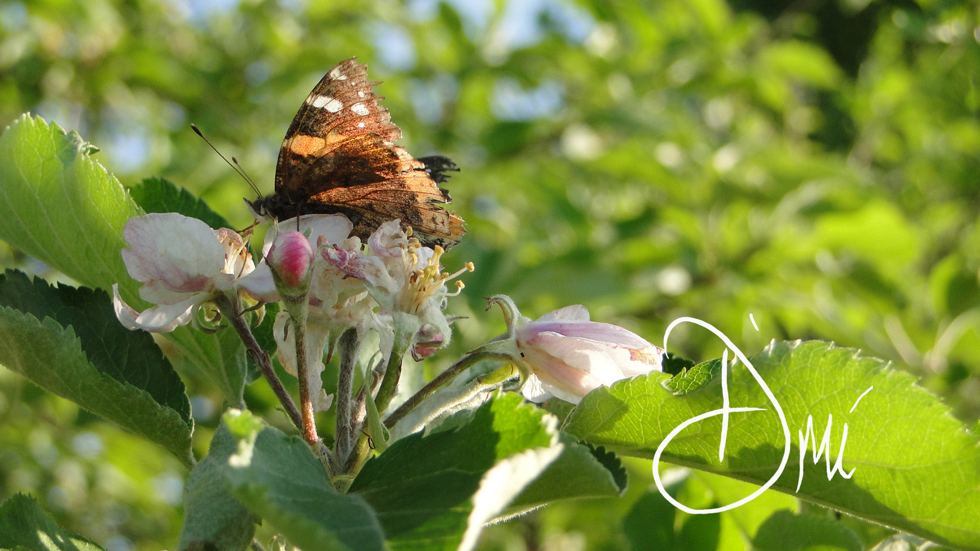 Free download wallpaper Butterfly, Animal, Photography on your PC desktop