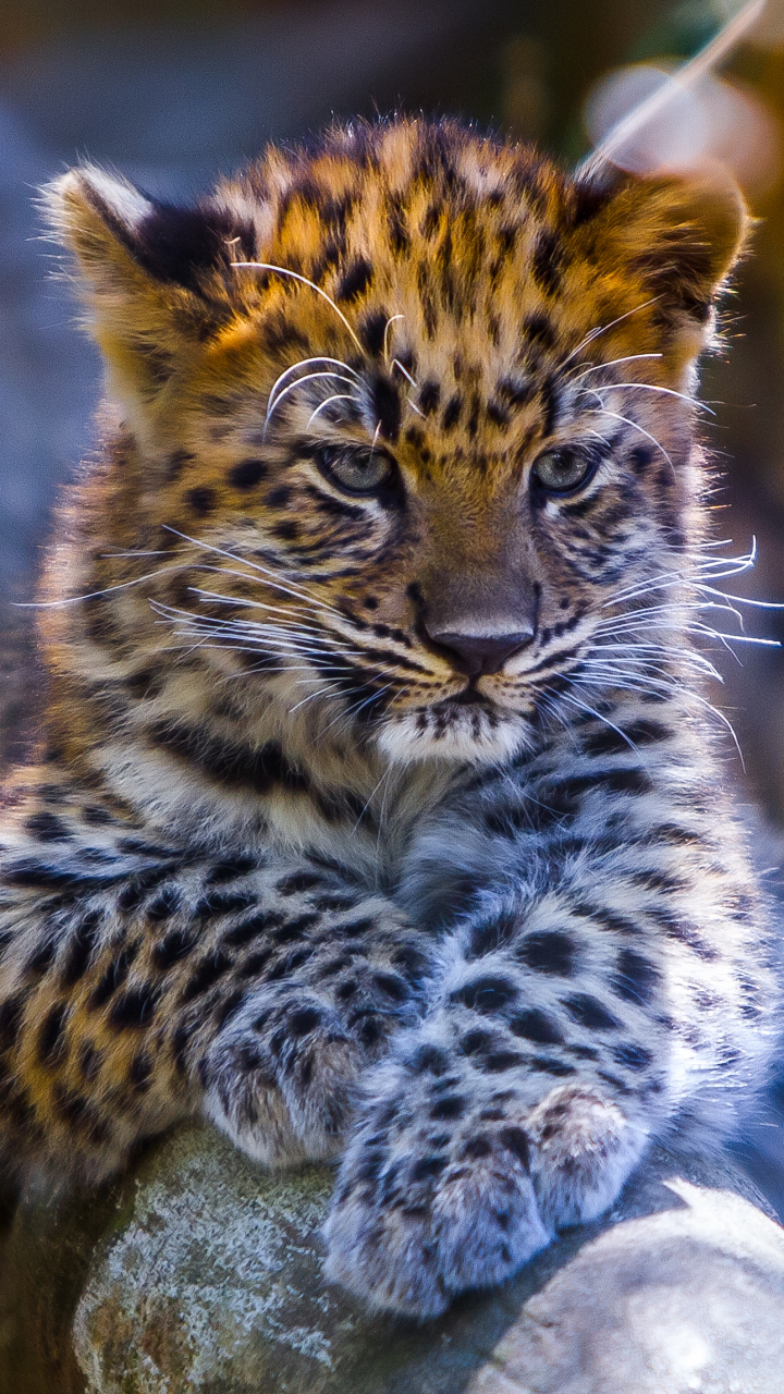 Download mobile wallpaper Cats, Leopard, Animal, Baby Animal, Cub for free.