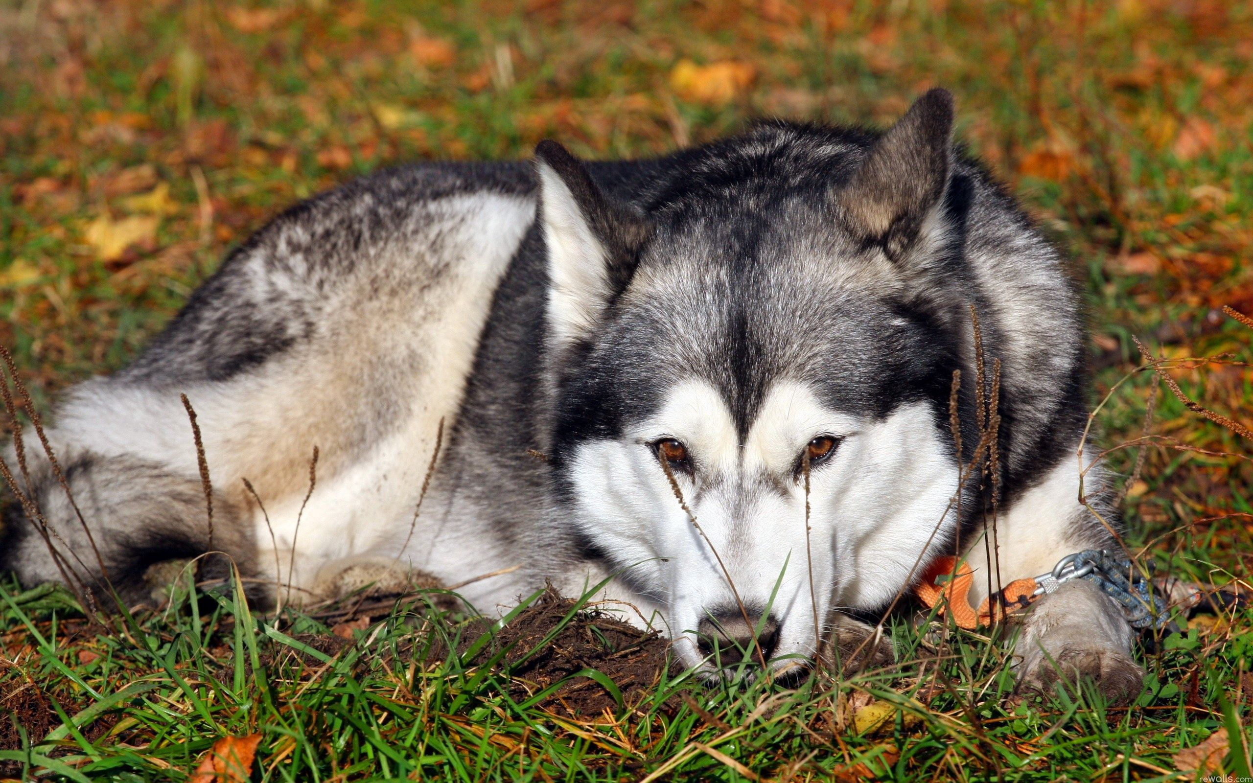 animals, grass, to lie down, lie, dog, sadness, husky, haska, sorrow, expectation, waiting wallpapers for tablet