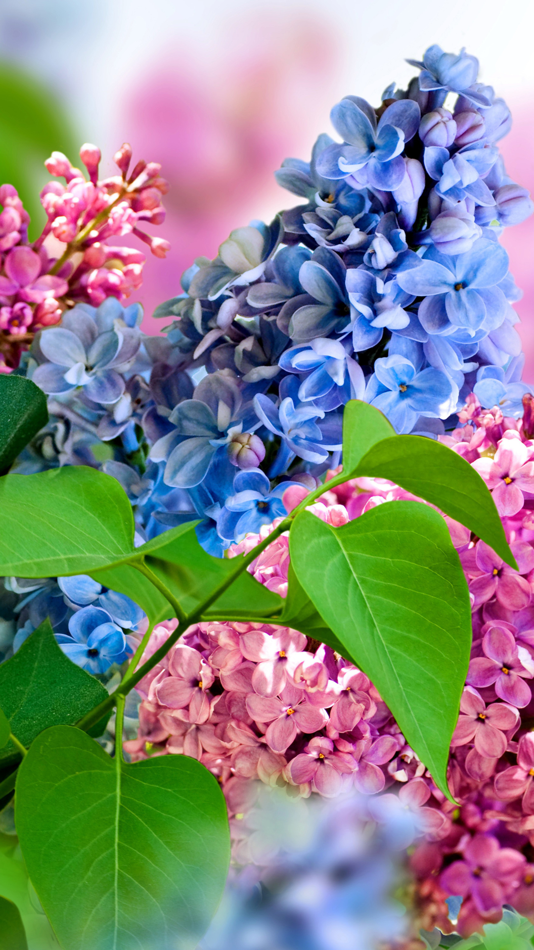 Handy-Wallpaper Natur, Blume, Lila, Menschengemacht, Pinke Blume, Flieder, Blaue Blume kostenlos herunterladen.