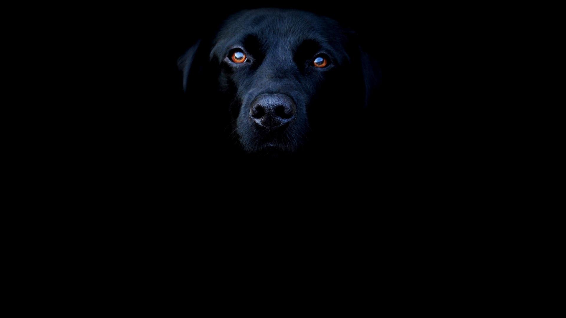 Free download wallpaper Dog, Close Up, Animal, Labrador Retriever on your PC desktop