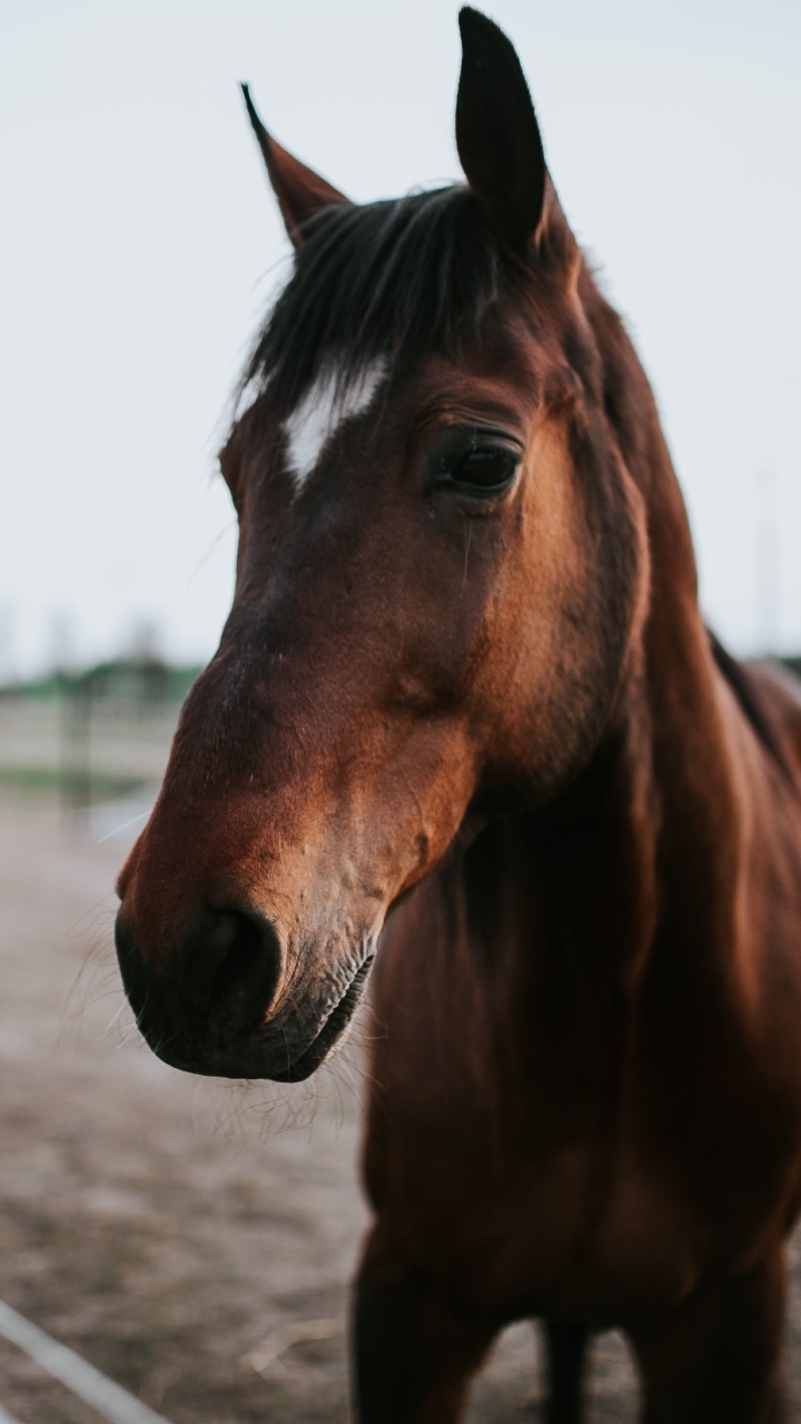 Download mobile wallpaper Animal, Horse, Depth Of Field for free.