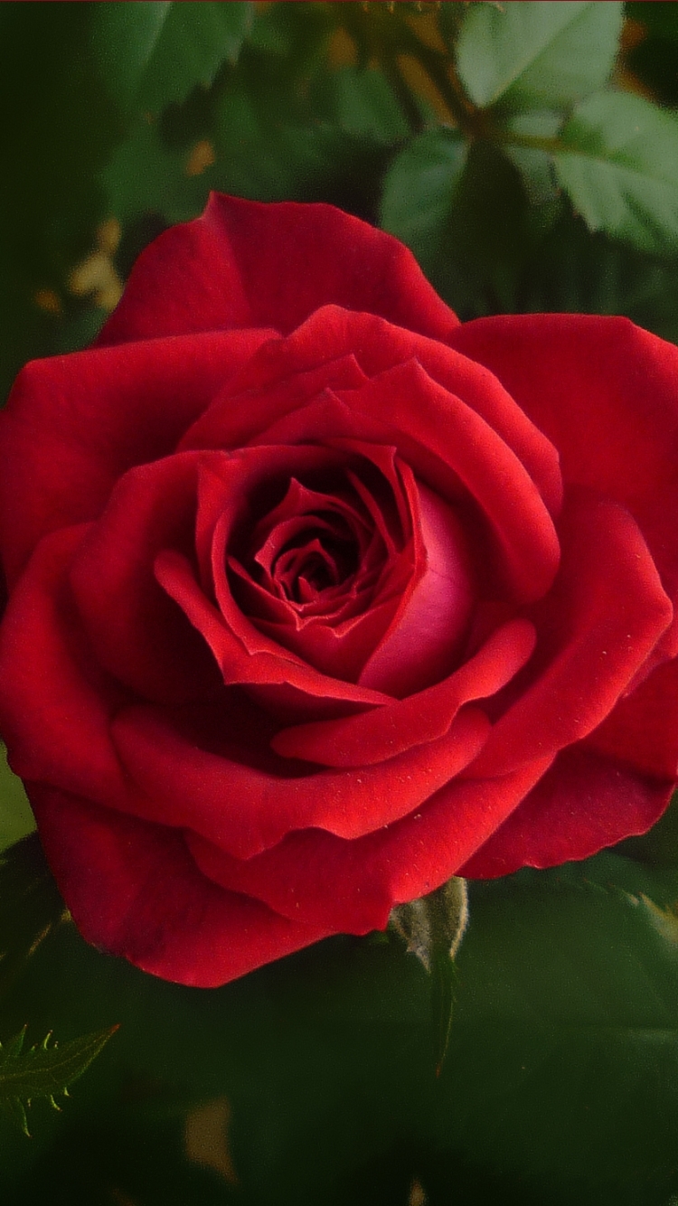 Téléchargez des papiers peints mobile Fleurs, Rose, Fleur, Fermer, Terre, Fleur Rouge, Terre/nature gratuitement.