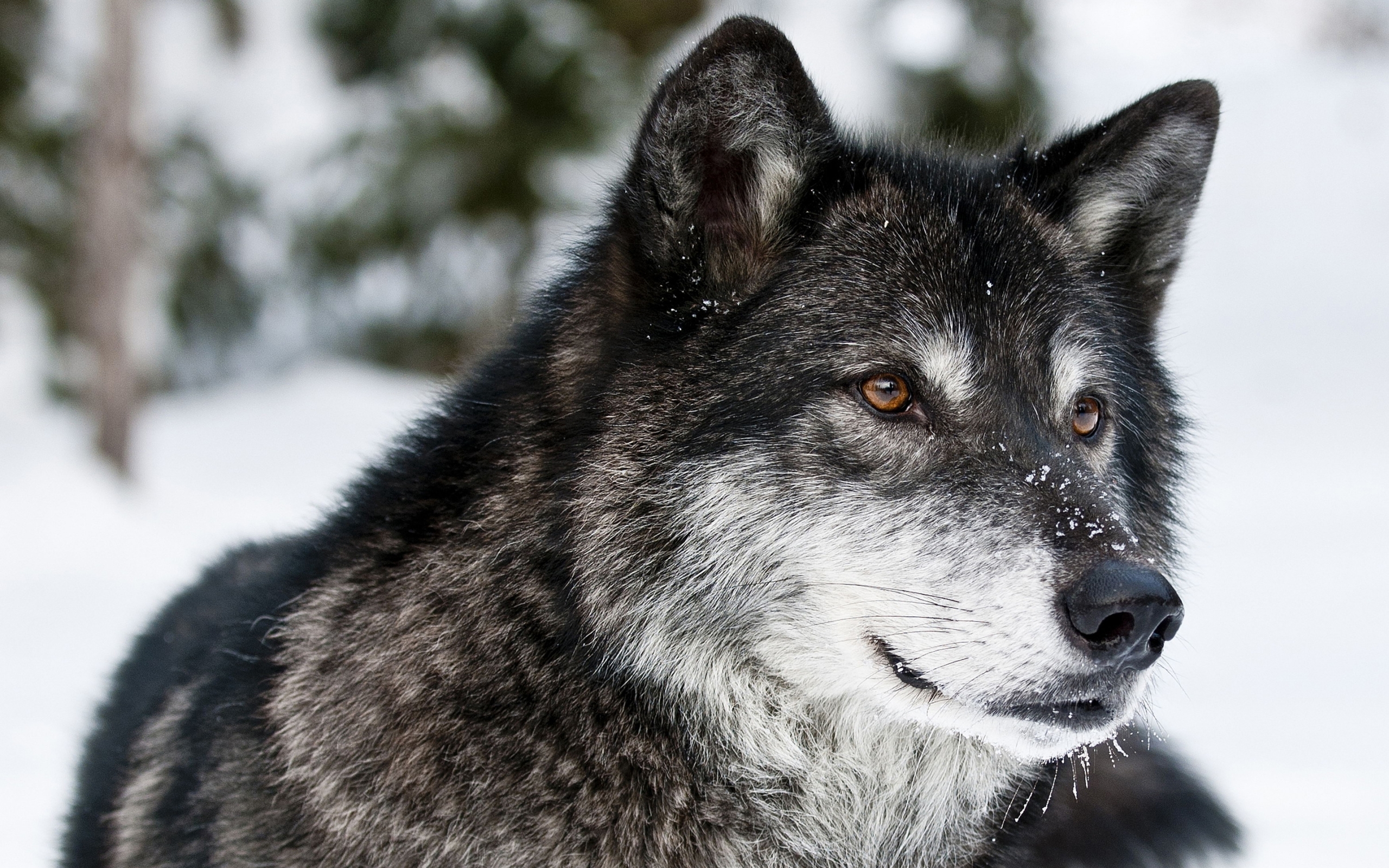 Download mobile wallpaper Snow, Wolf, Animal, Face for free.