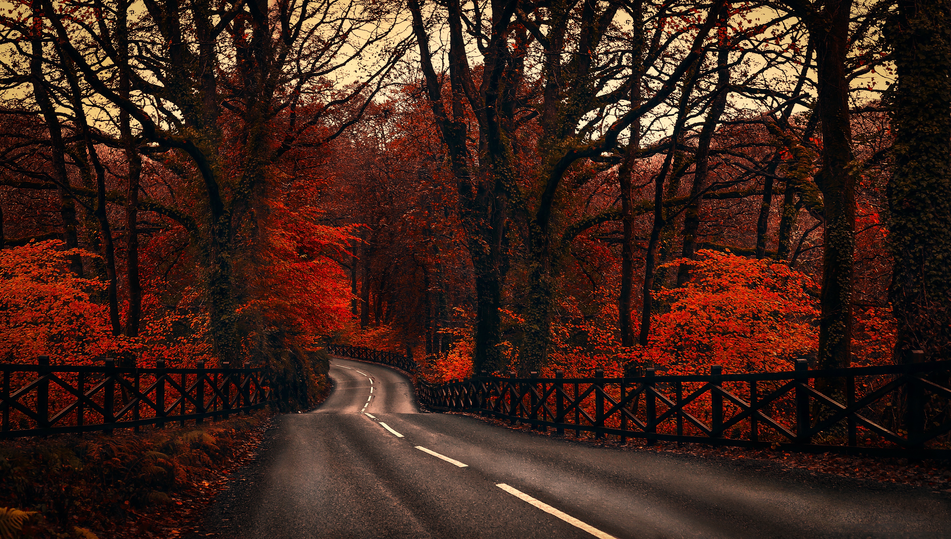 Download mobile wallpaper Nature, Road, Forest, Tree, Fall, Man Made for free.