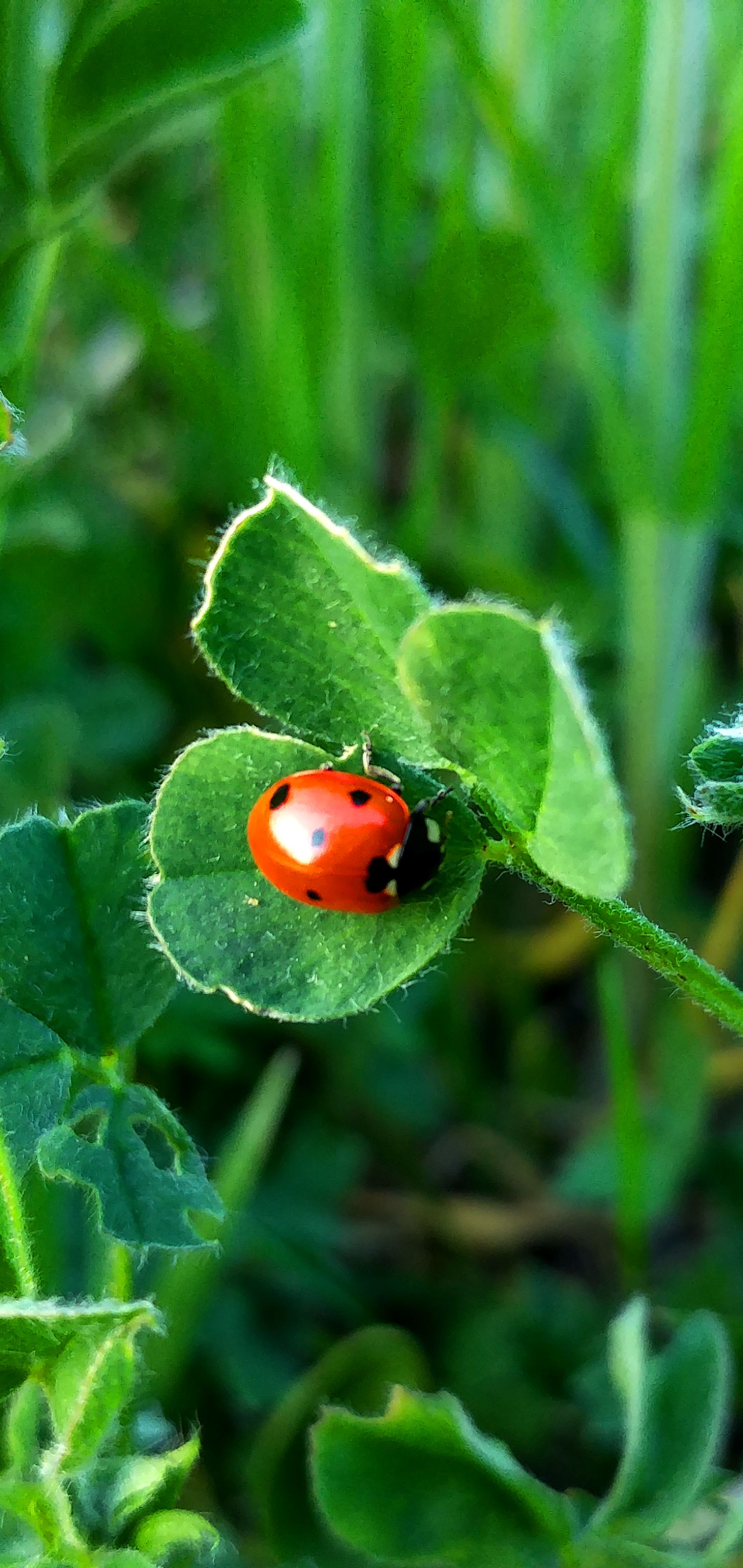 Download mobile wallpaper Nature, Animal, Ladybug for free.