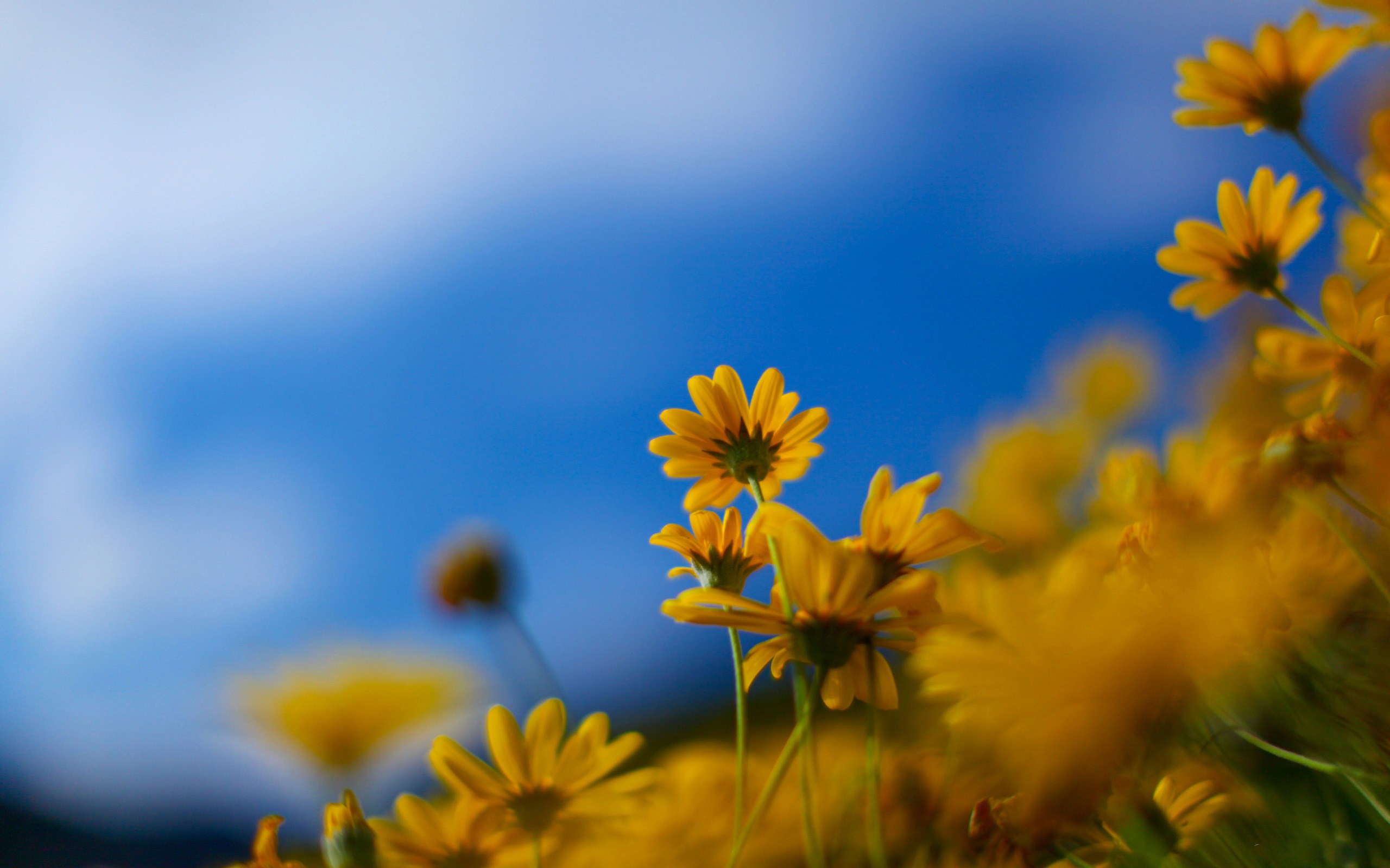 Descarga gratuita de fondo de pantalla para móvil de Flor, Tierra/naturaleza.