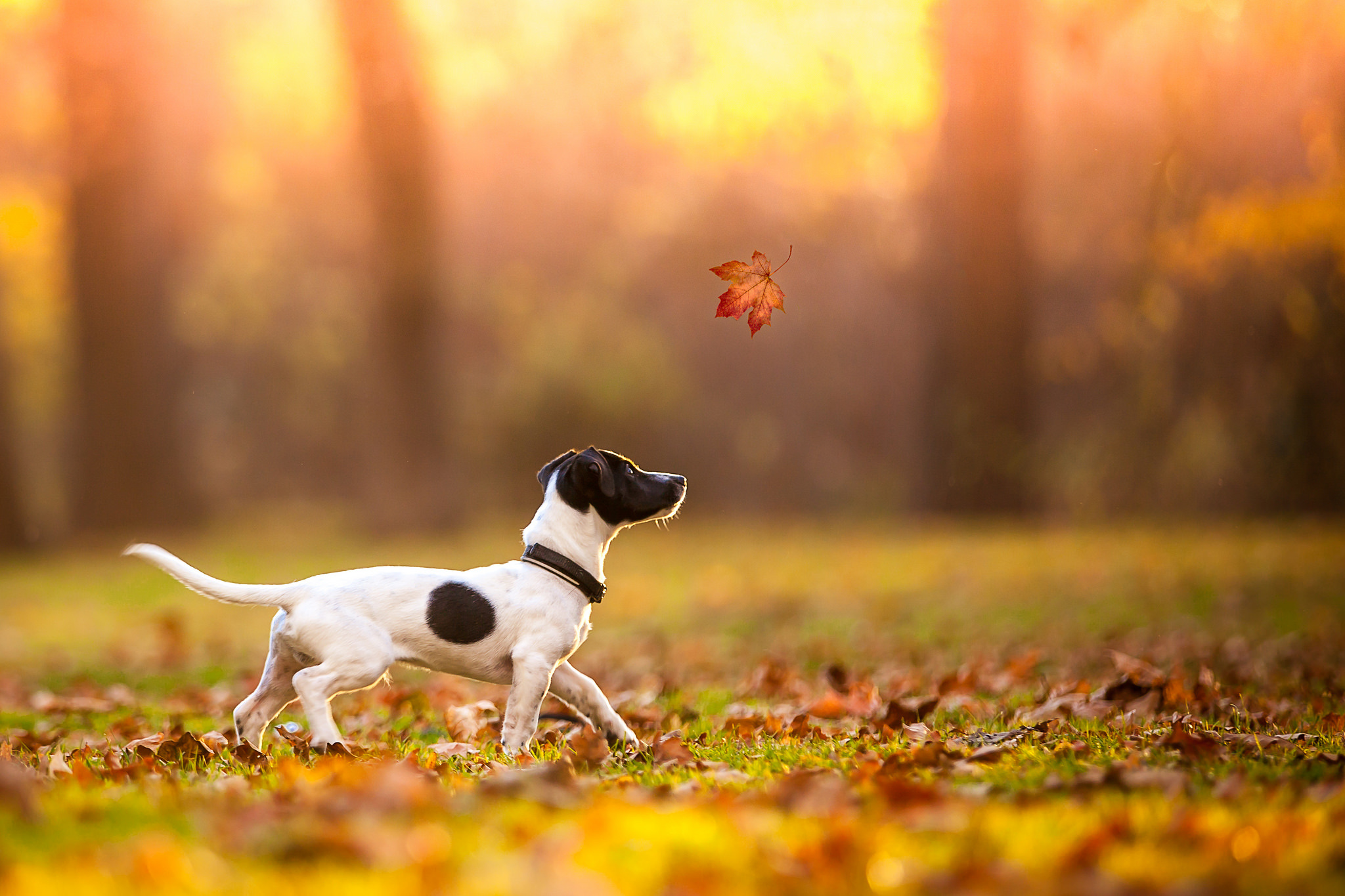 animal, jack russell terrier, blur, dog, fall, leaf, dogs