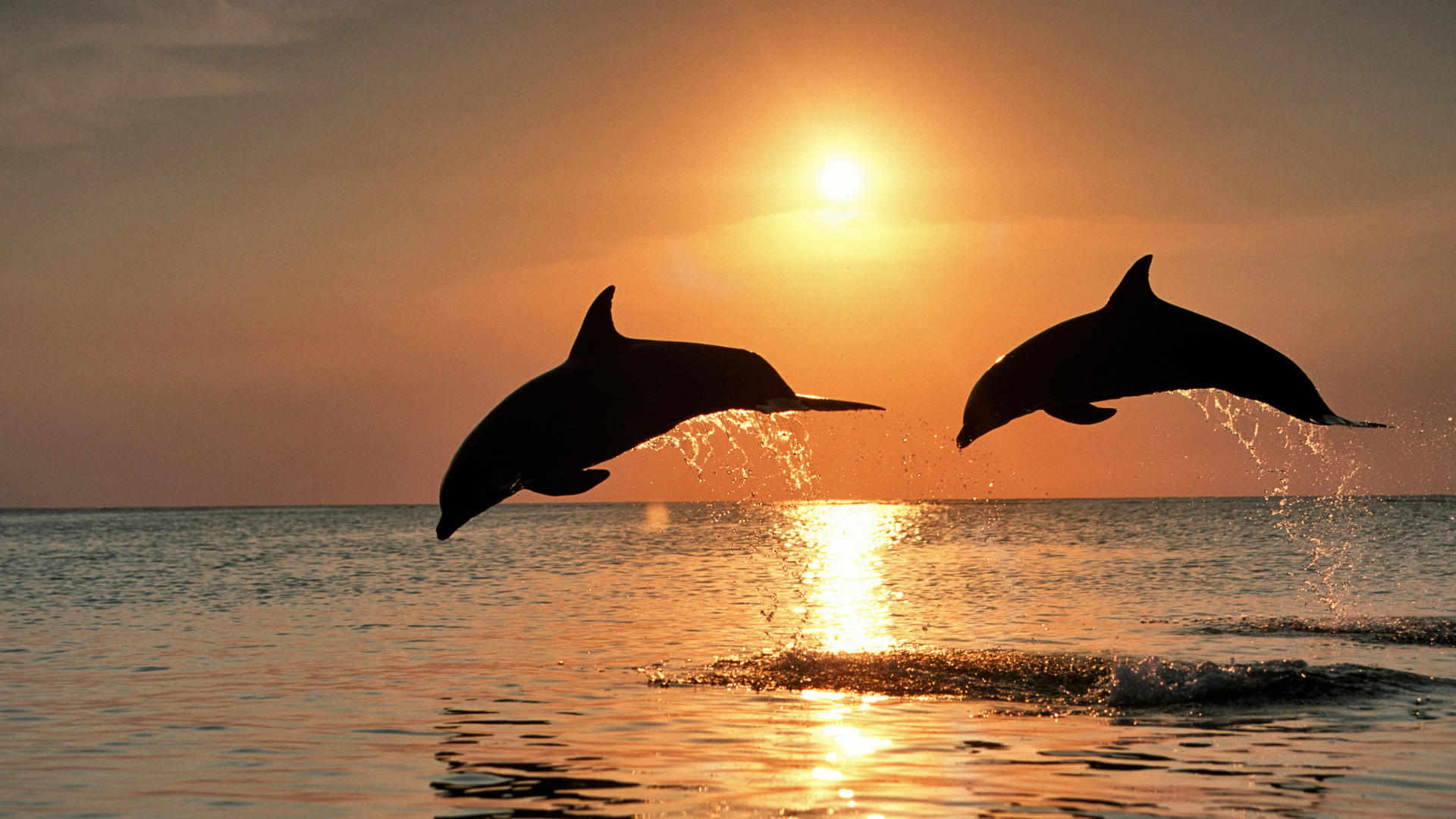 Free download wallpaper Animal, Dolphin on your PC desktop