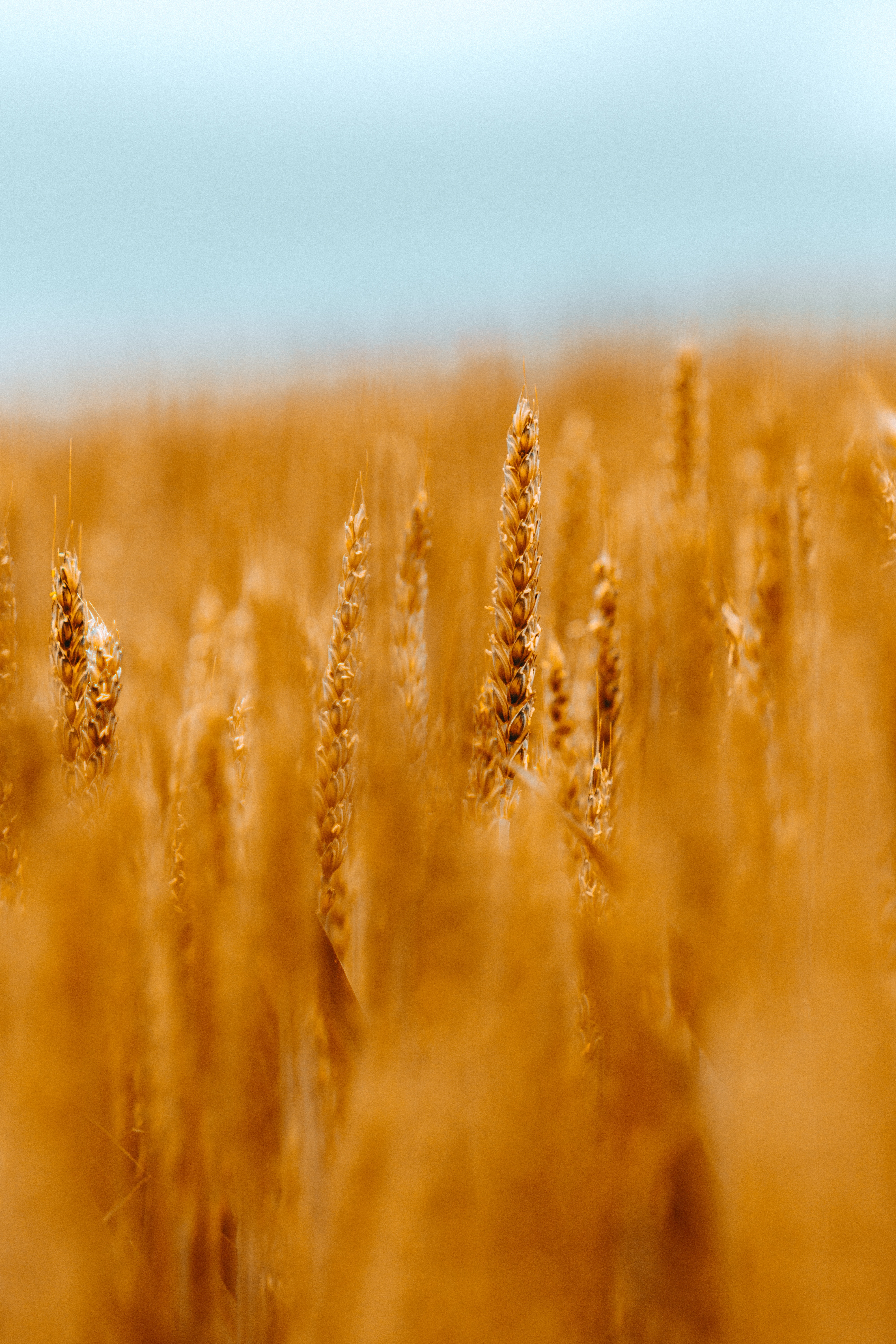 wheat, smooth, cones, macro, blur, field, spikelets, cereals