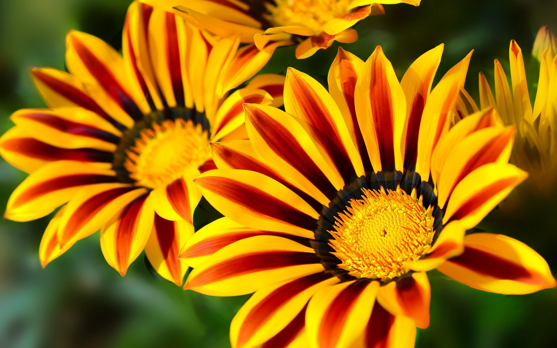 382372 descargar fondo de pantalla tierra/naturaleza, gazania, flor, flor amarilla, flores: protectores de pantalla e imágenes gratis