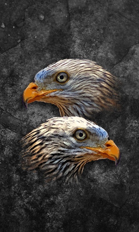 Download mobile wallpaper Birds, Bird, Animal, Eagle for free.