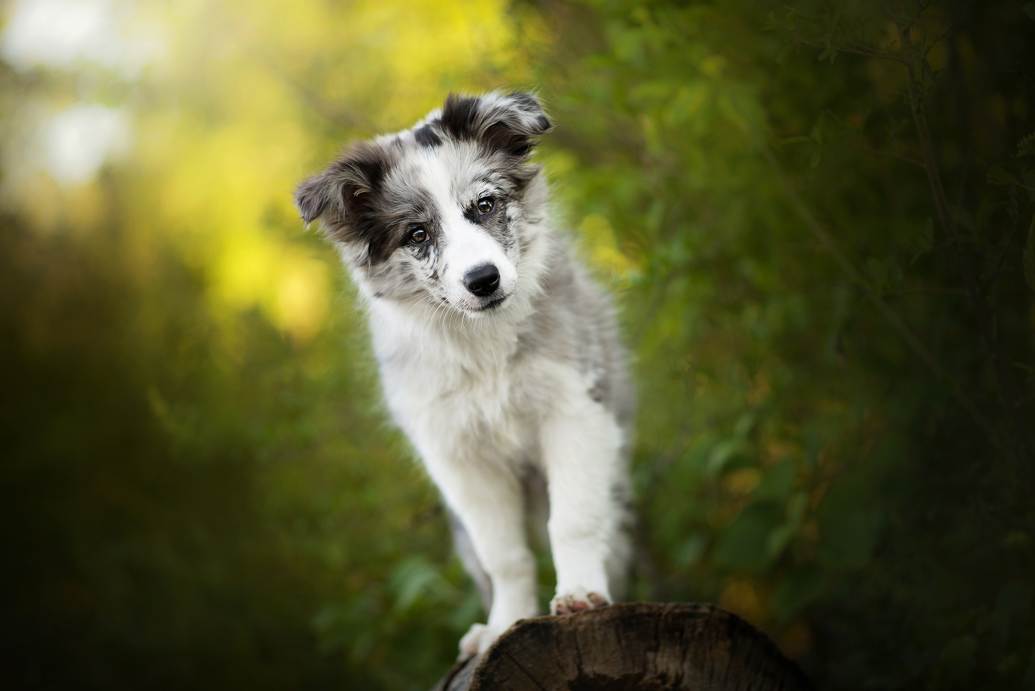 Download mobile wallpaper Dogs, Dog, Animal, Puppy, Australian Shepherd, Baby Animal for free.