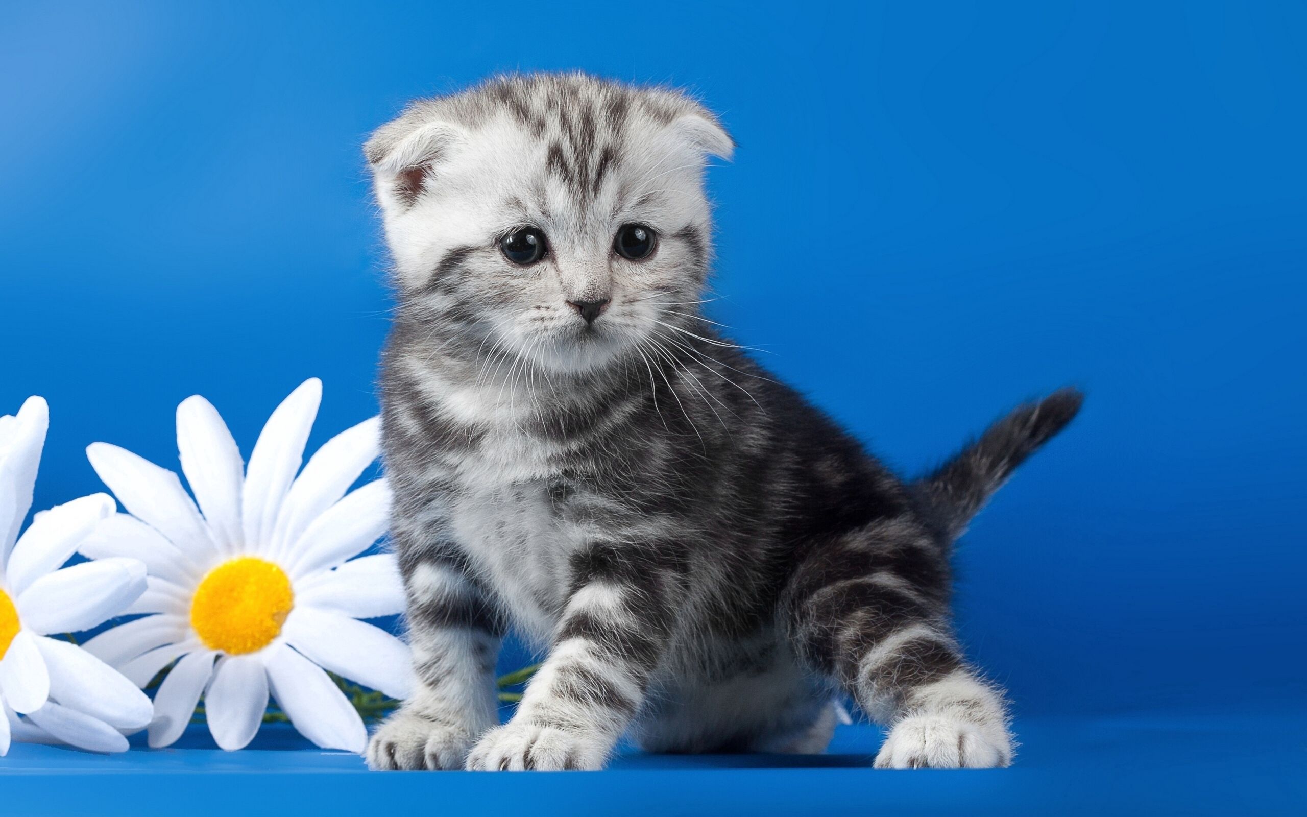 73987 скачать обои котенок, полосатый, животные, цветок, ромашка - заставки и картинки бесплатно