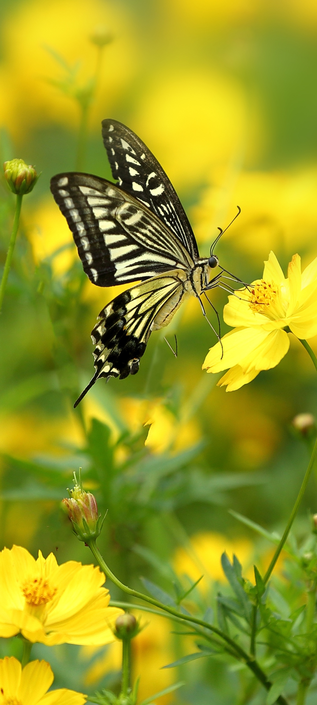 Download mobile wallpaper Flower, Macro, Insect, Butterfly, Animal, Yellow Flower for free.