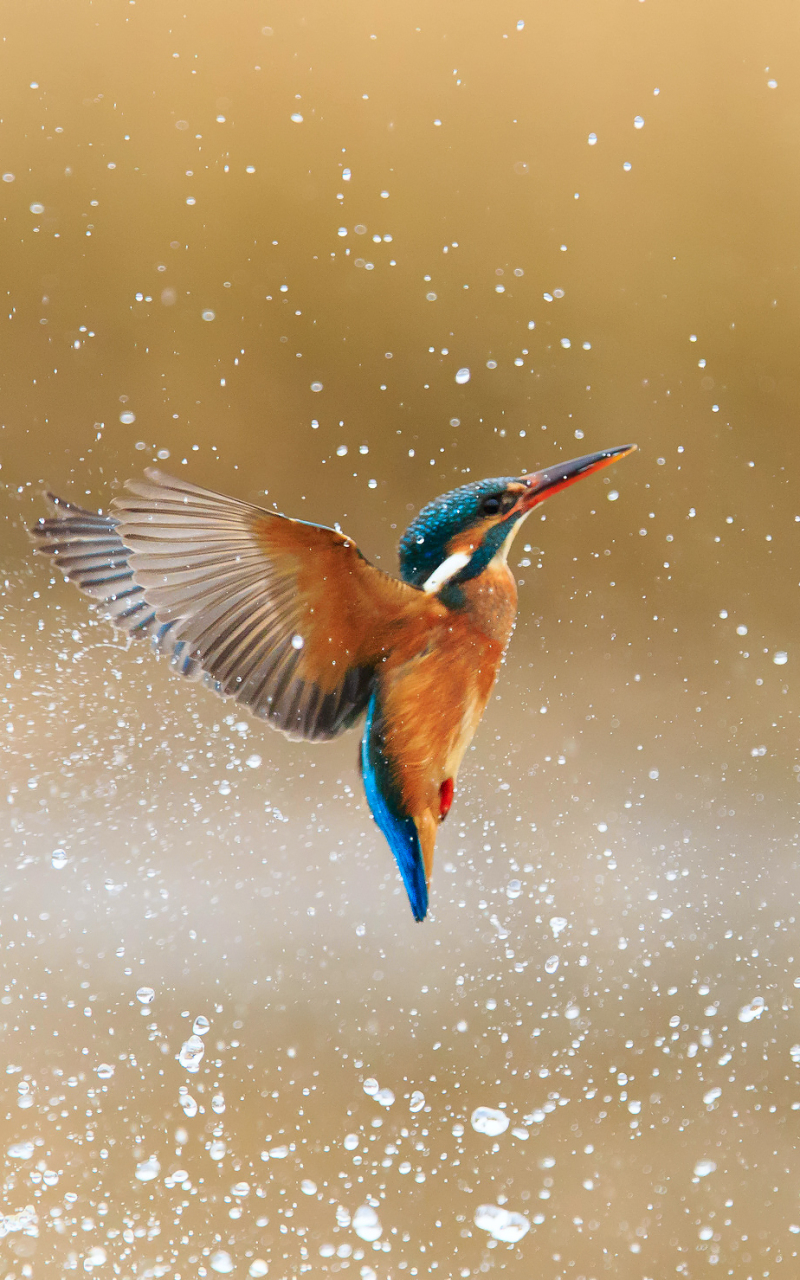 Download mobile wallpaper Birds, Bird, Animal, Kingfisher, Water Drop for free.
