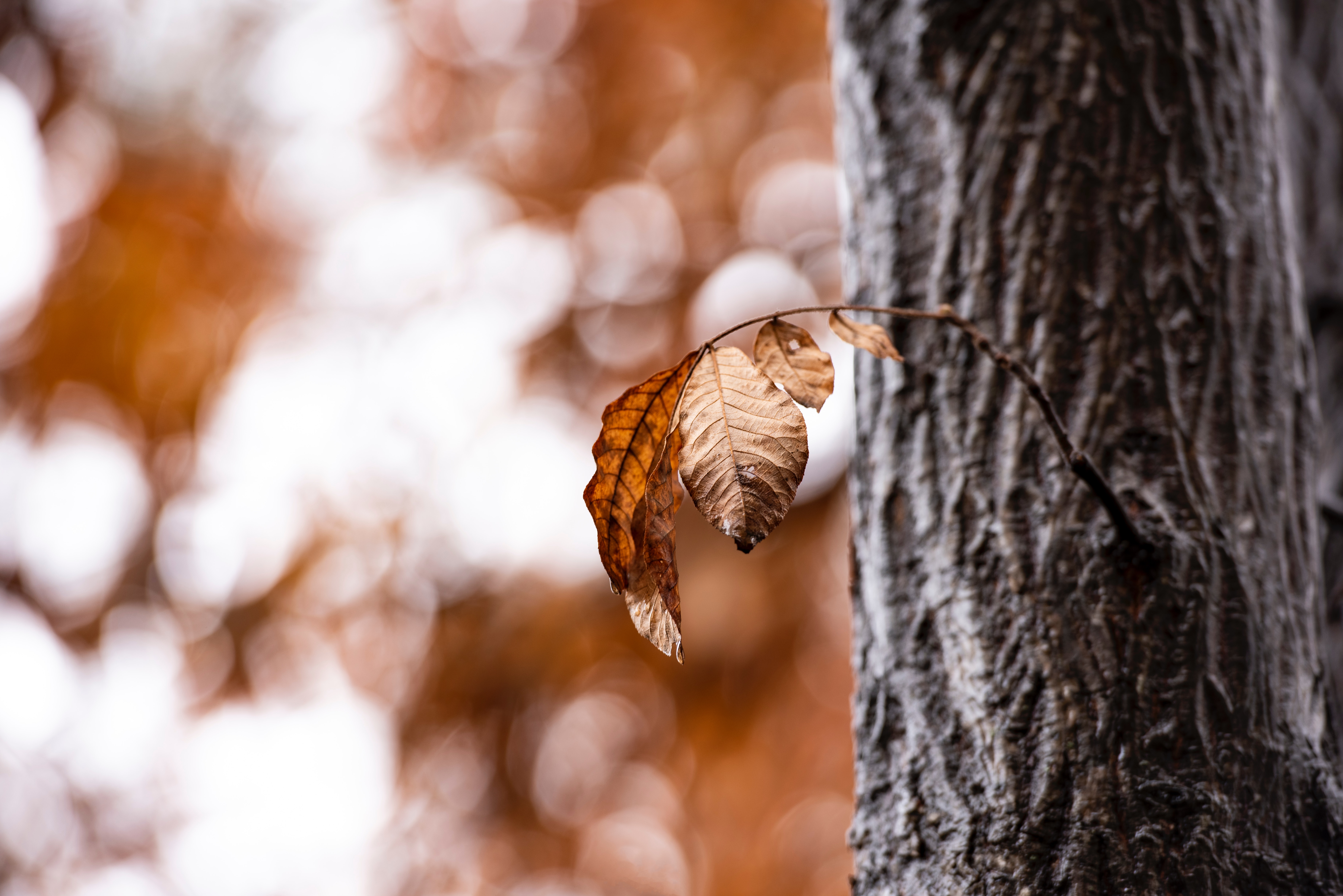 Free download wallpaper Macro, Wood, Tree, Branch, Dry, Autumn, Leaves on your PC desktop