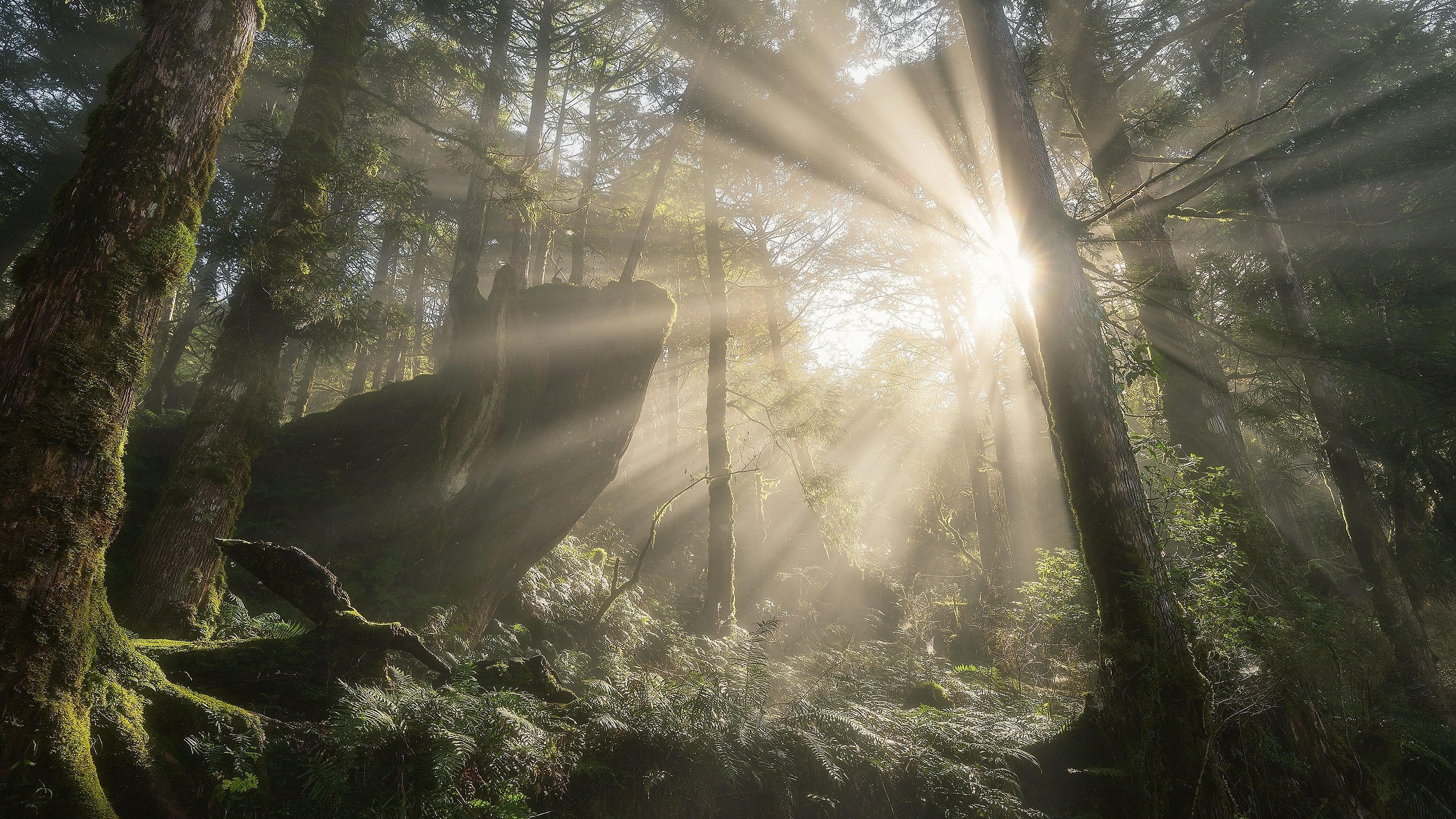 Descarga gratis la imagen Naturaleza, Bosque, Árbol, Rayo De Sol, Tierra/naturaleza en el escritorio de tu PC