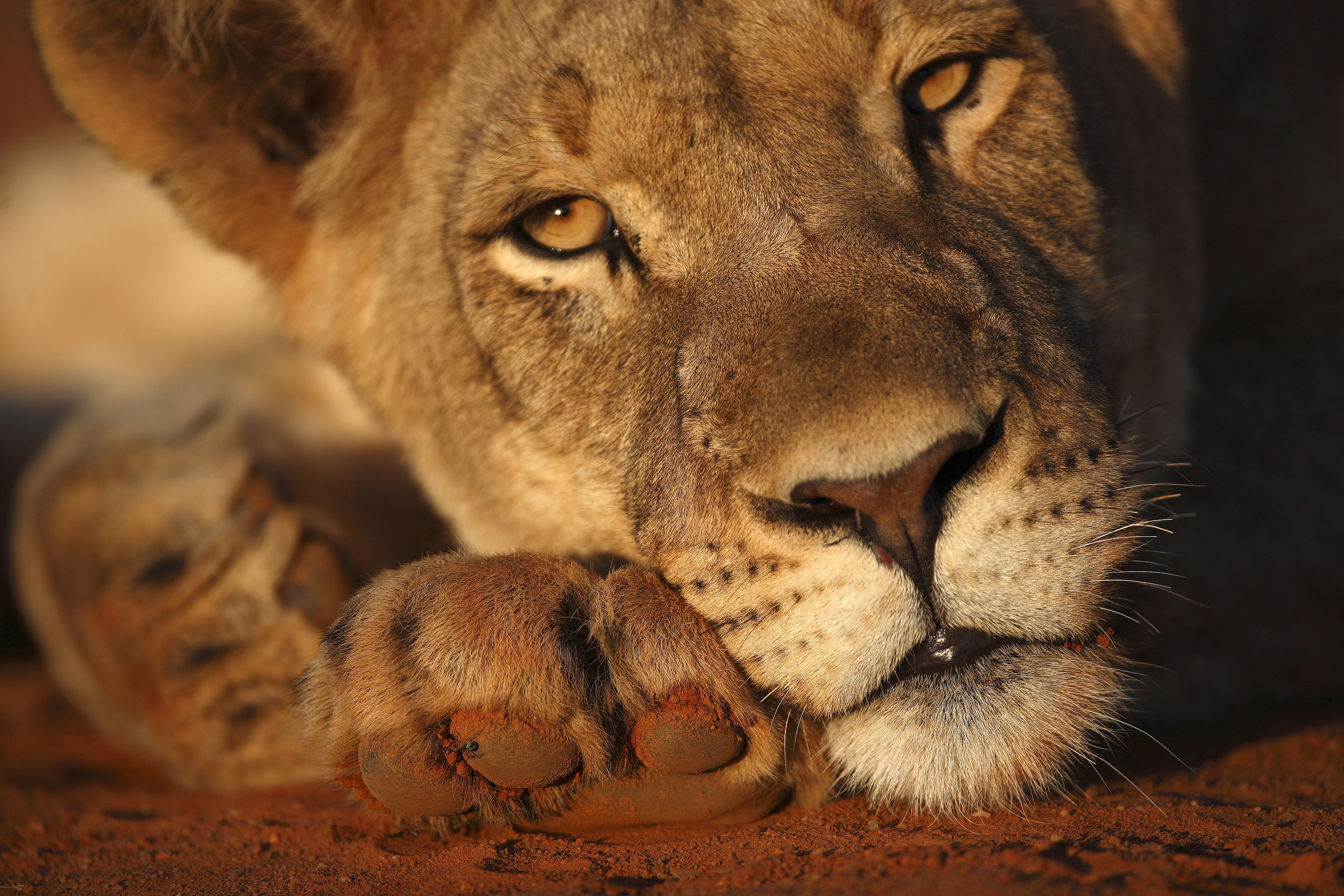 Descarga gratuita de fondo de pantalla para móvil de Animales, Gatos, De Cerca, León, Mirar Fijamente.