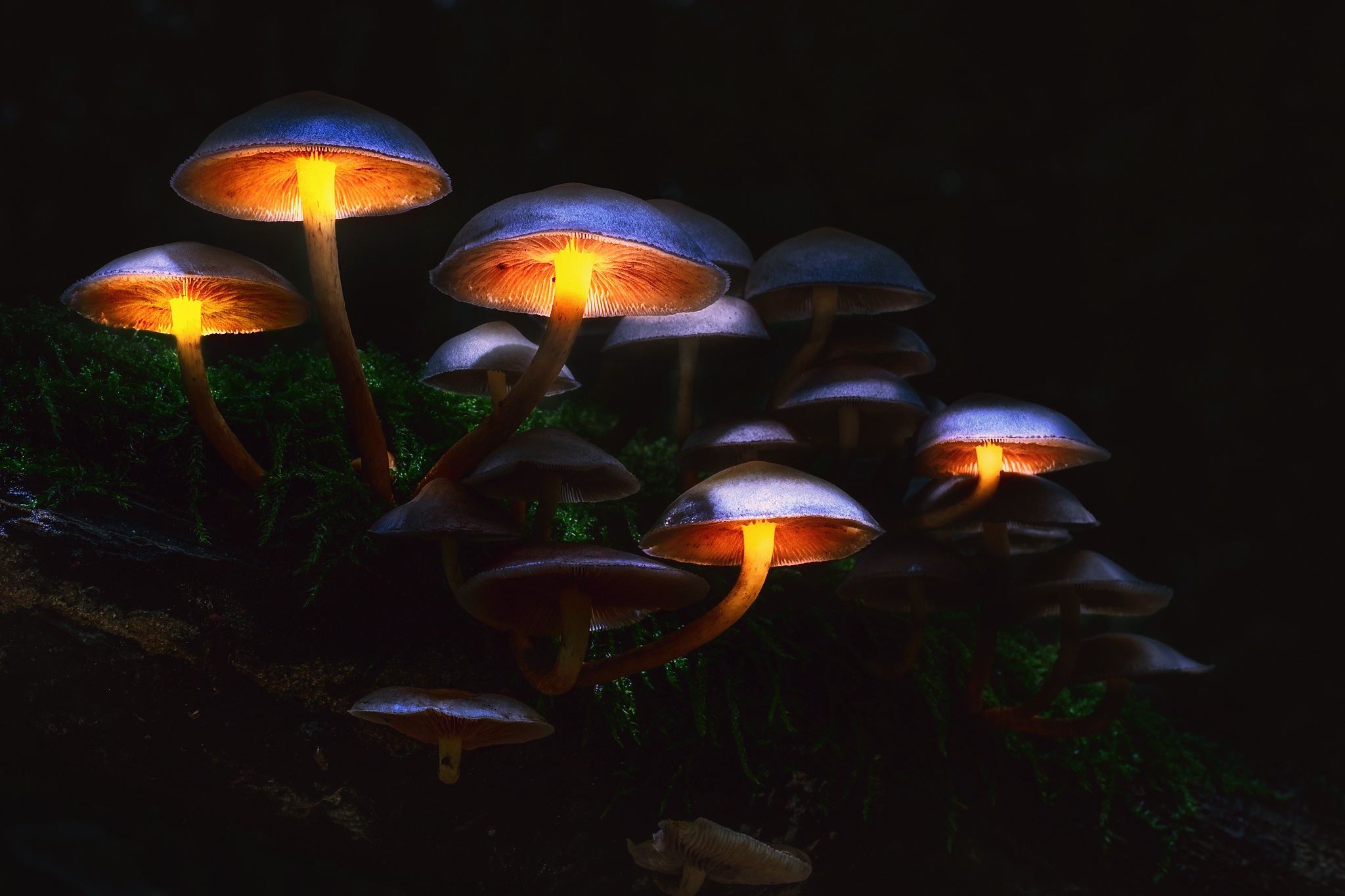 Laden Sie das Natur, Pilz, Nacht, Erde/natur-Bild kostenlos auf Ihren PC-Desktop herunter