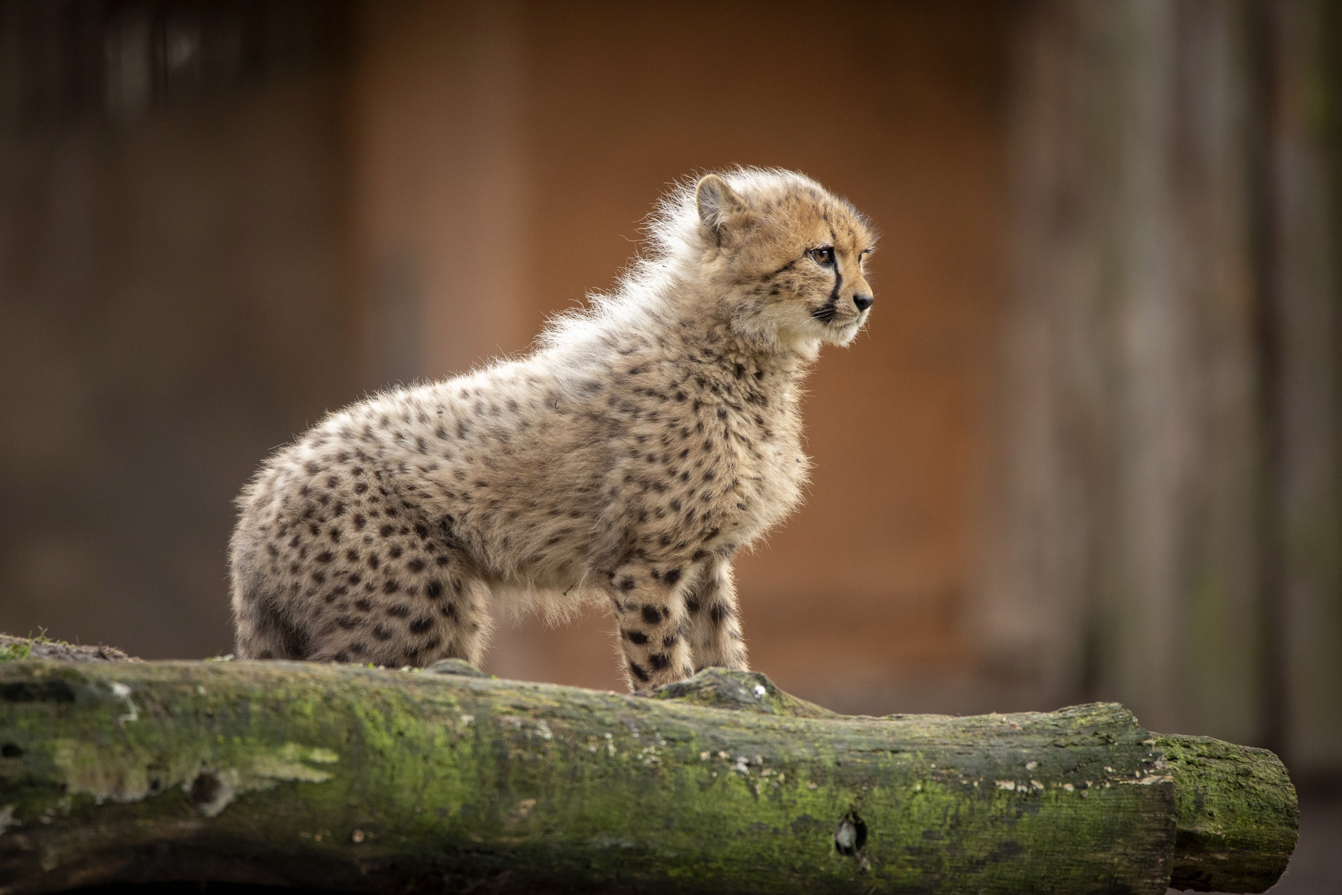 Download mobile wallpaper Cats, Cheetah, Animal, Baby Animal, Cub for free.