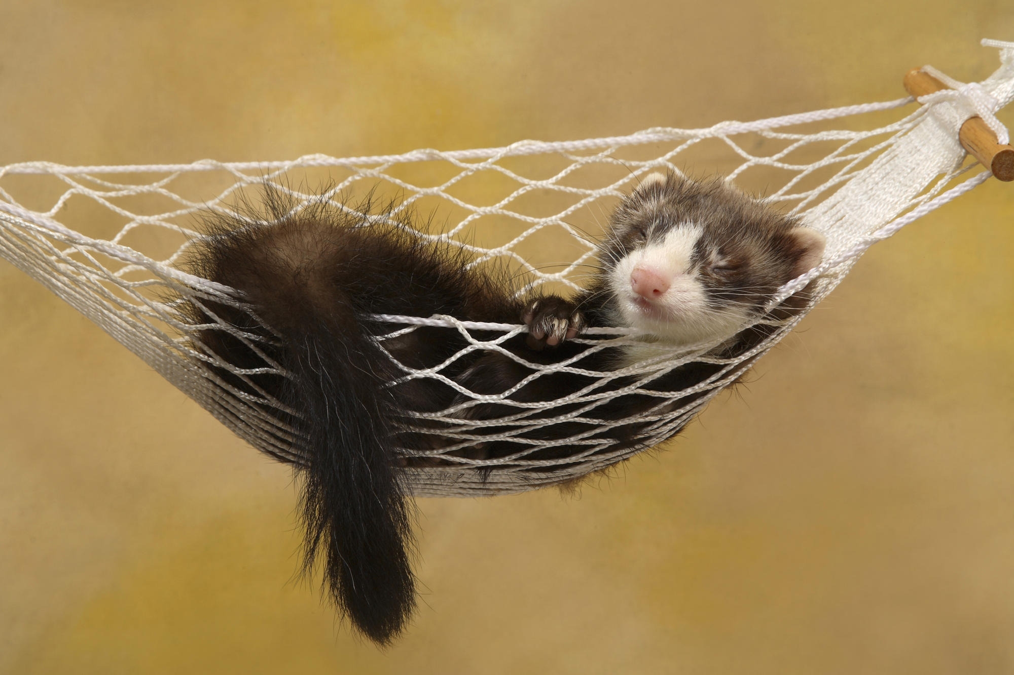 ferret, animals, relaxation, rest, animal, sleep, dream, polecat, hammock