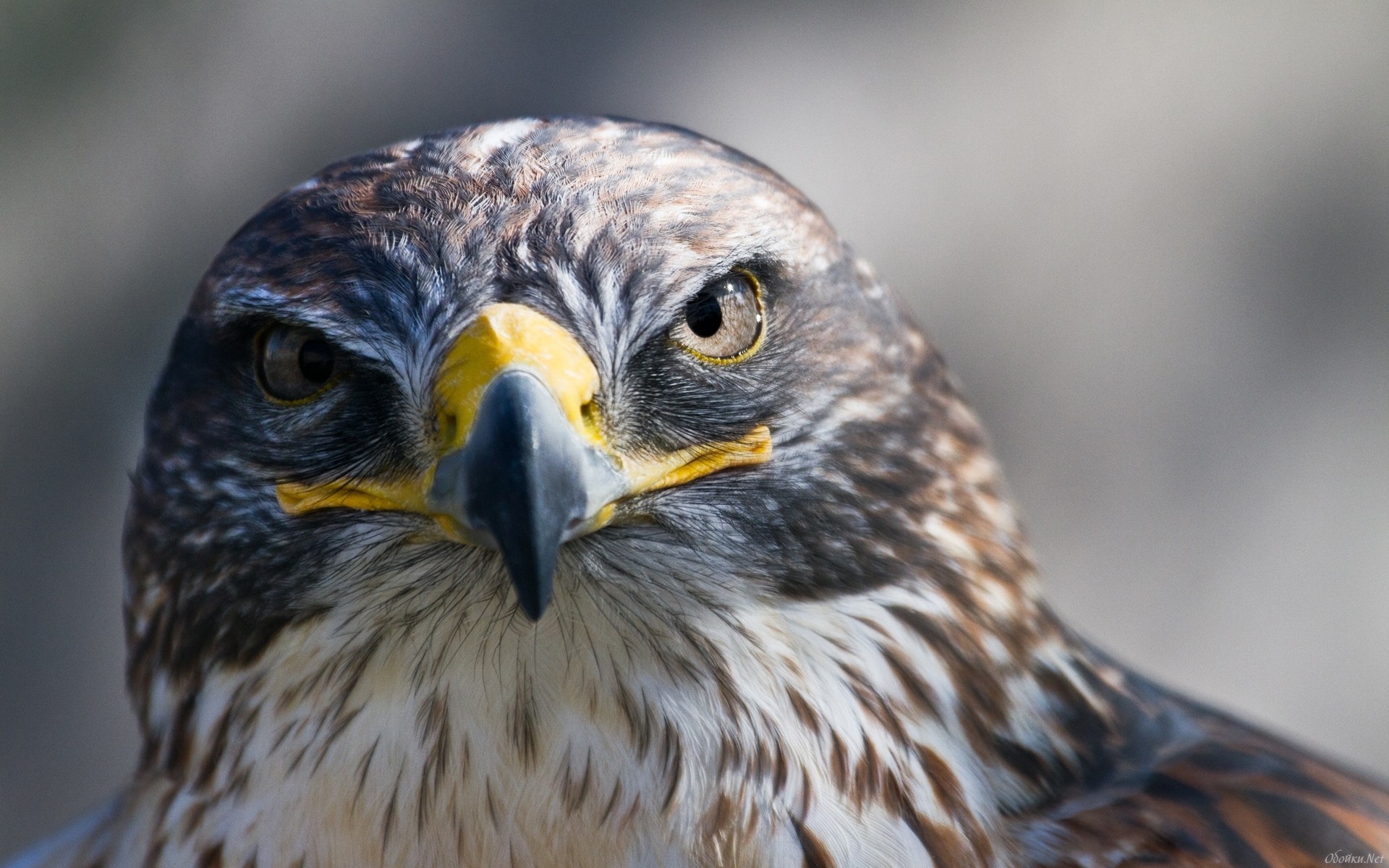 Laden Sie das Tiere, Adler-Bild kostenlos auf Ihren PC-Desktop herunter