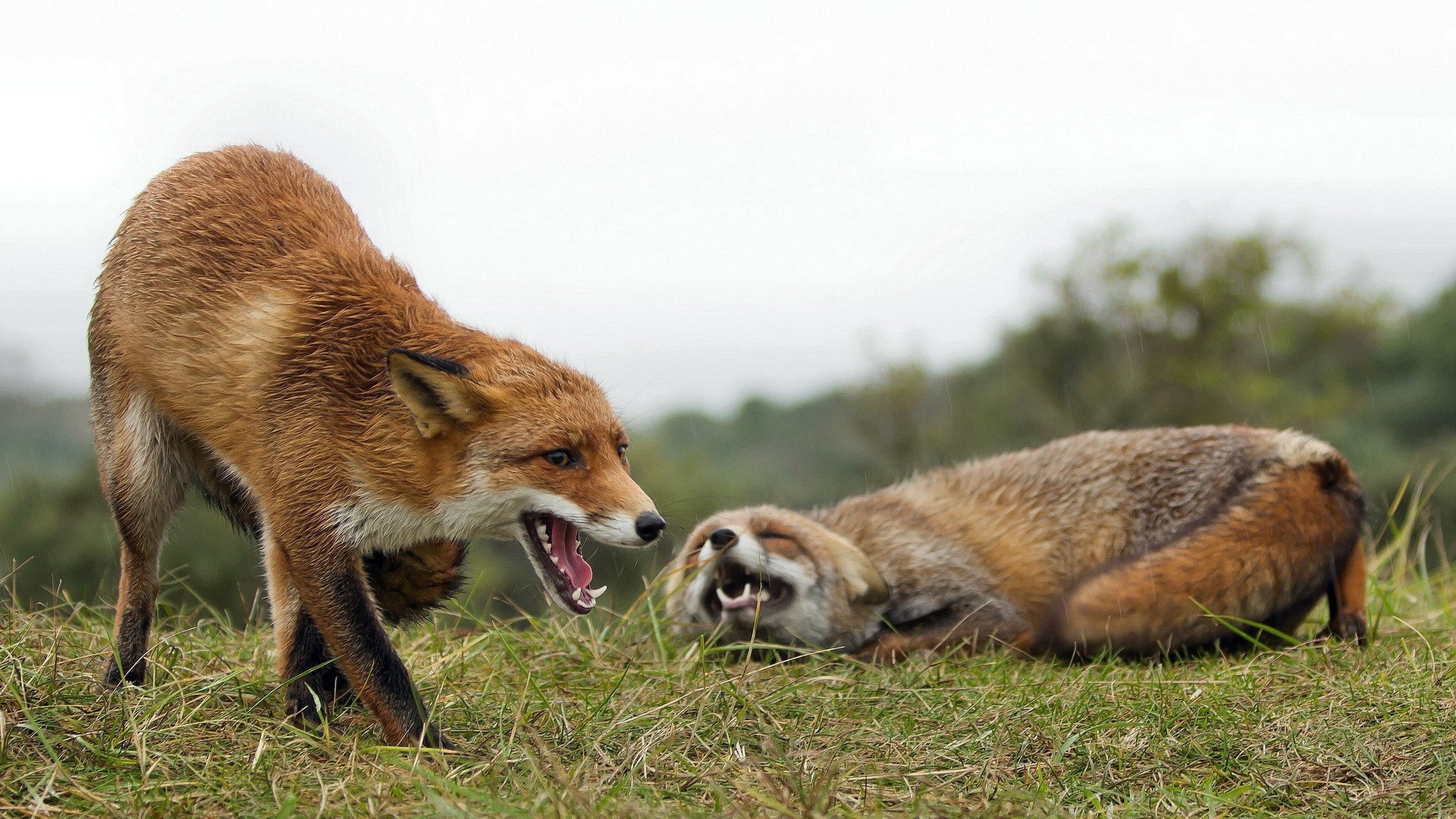 Free download wallpaper Grass, Pair, Animals, Aggression, Fox, Couple on your PC desktop