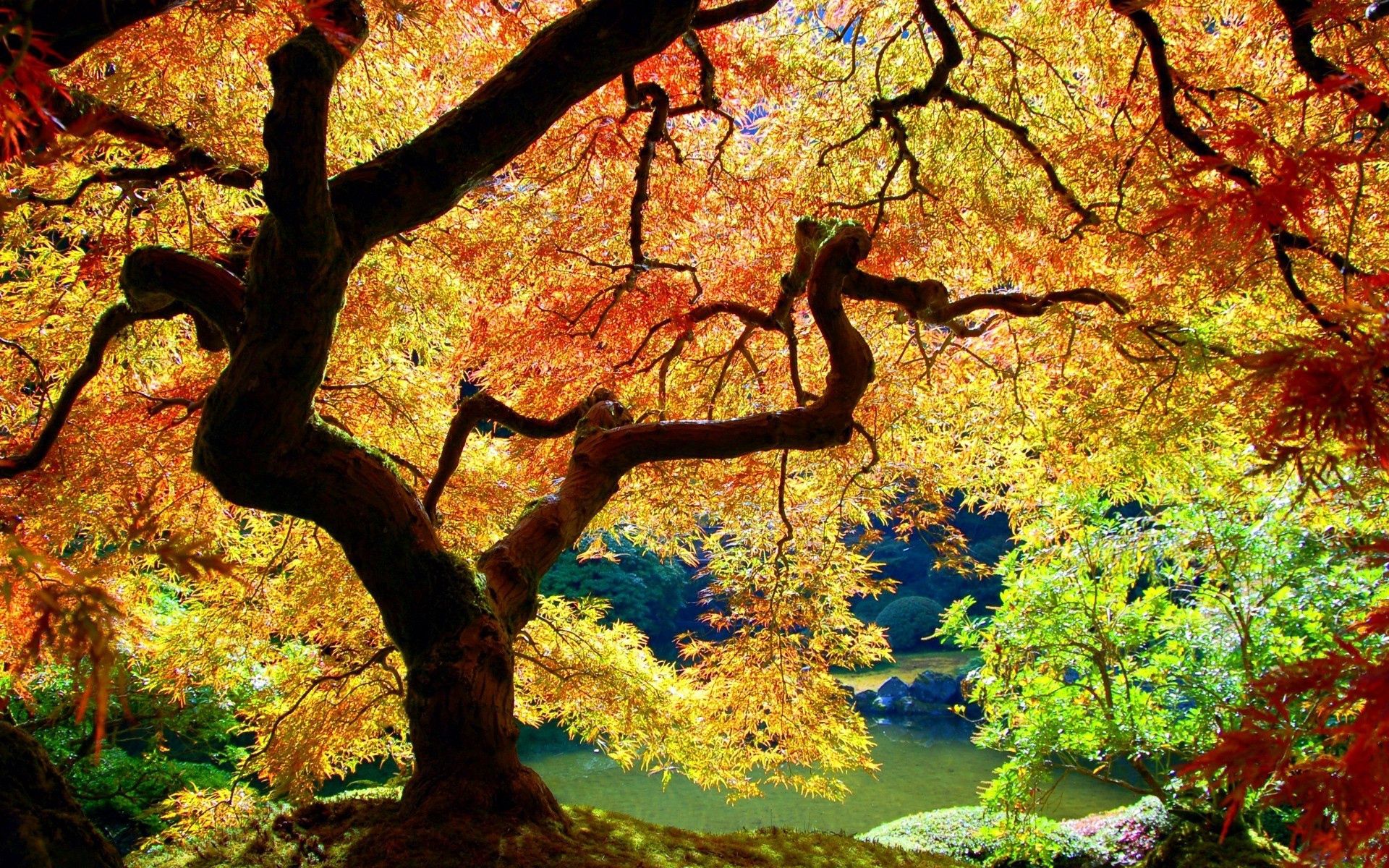106341 télécharger l'image nature, automne, feuilles, bois, arbre, branches, branche, courbes, coudes, tronc - fonds d'écran et économiseurs d'écran gratuits