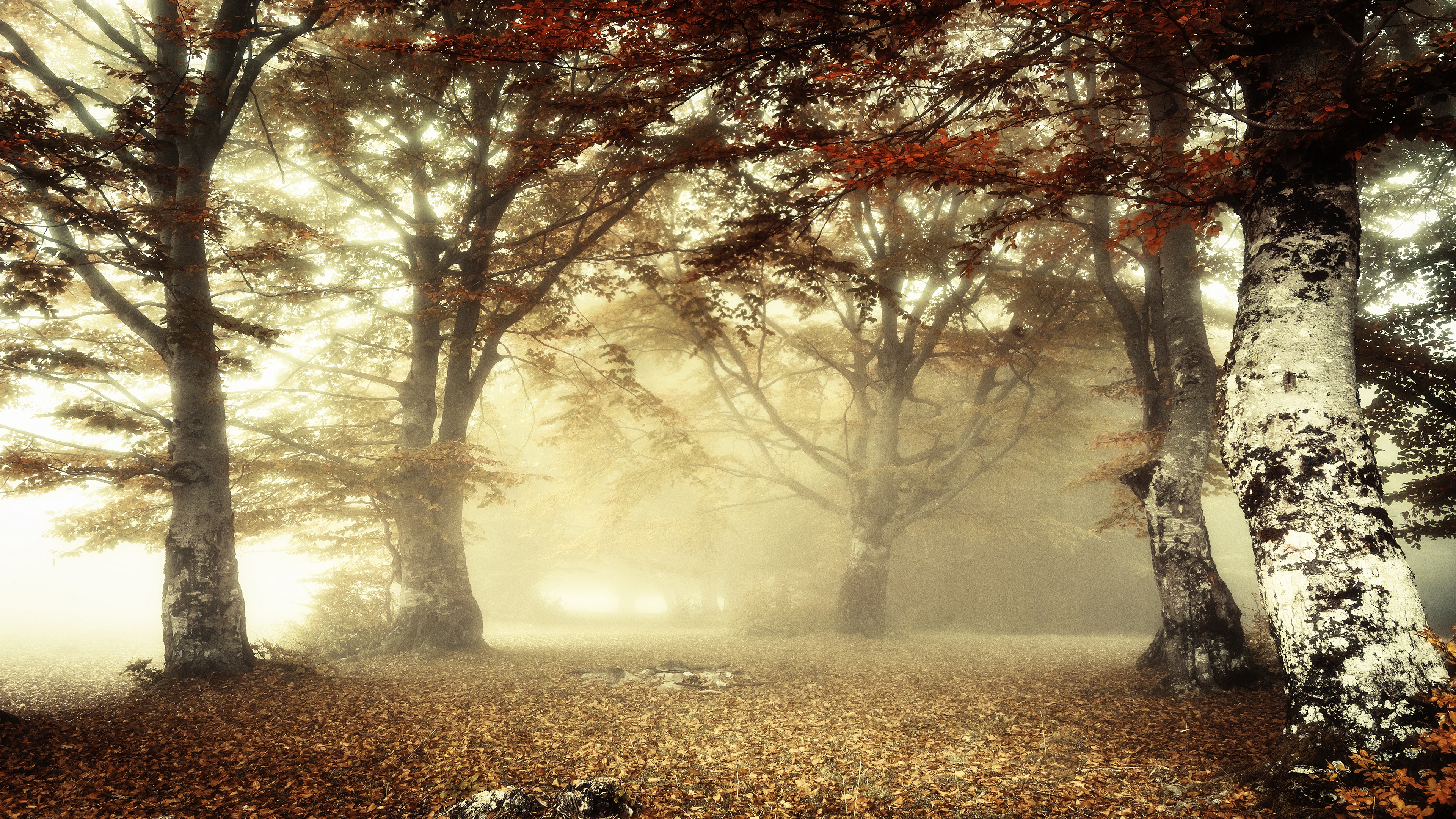 Скачать обои бесплатно Природа, Осень, Туман, Земля/природа картинка на рабочий стол ПК