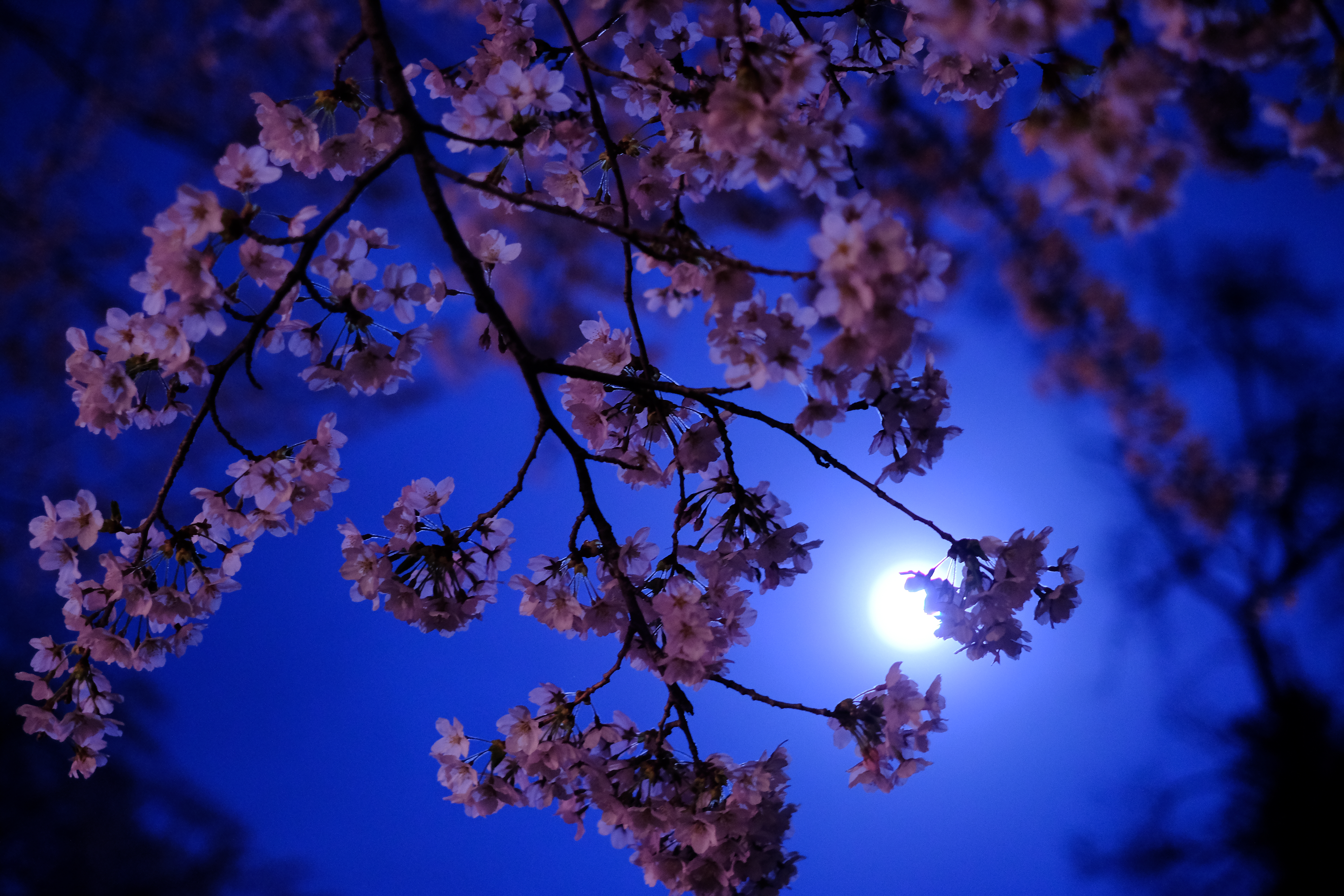 89978 скачать обои сакура, свечение, цветы, луна, ночь - заставки и картинки бесплатно