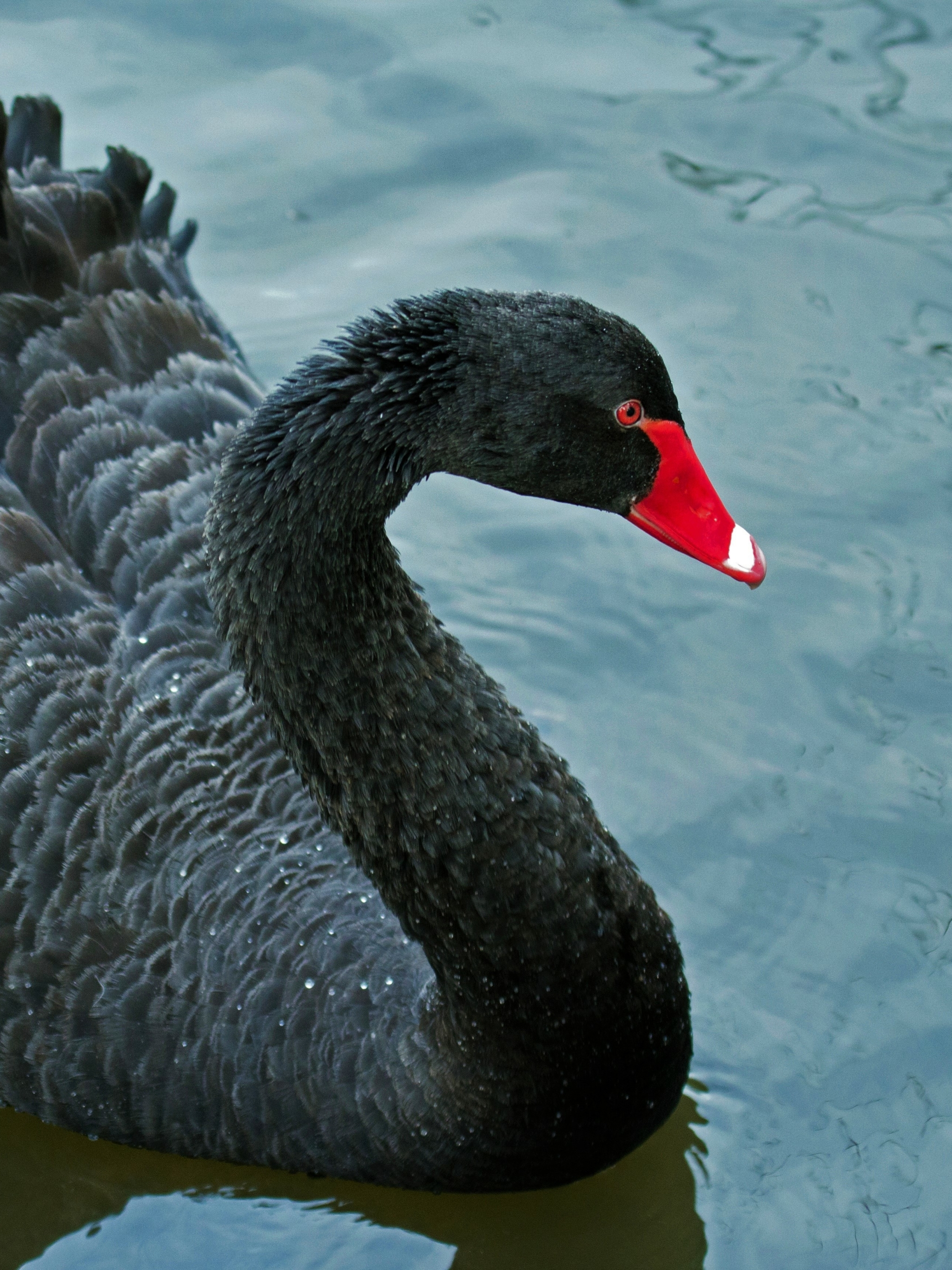 Download mobile wallpaper Birds, Bird, Animal, Black Swan for free.