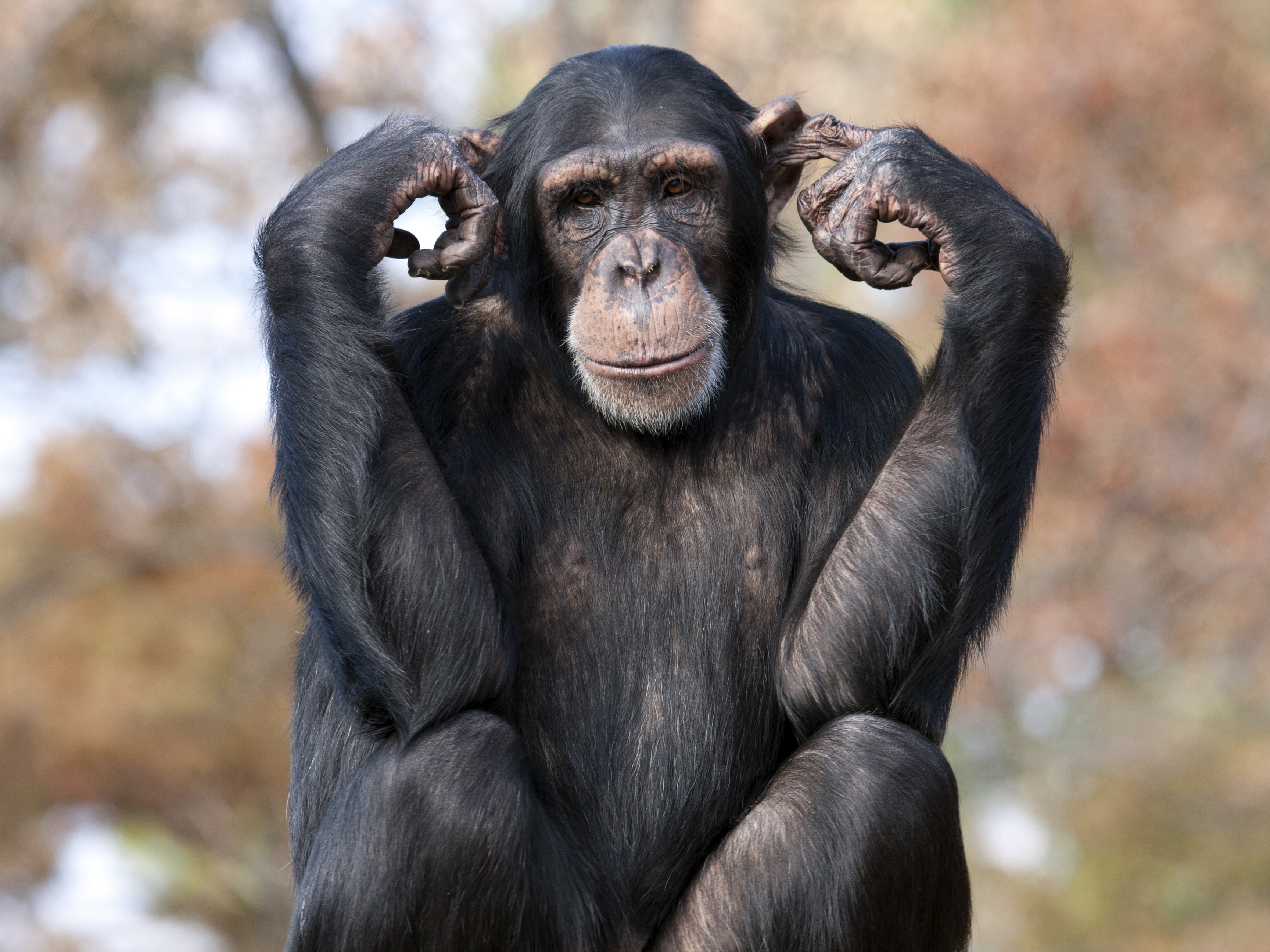 Baixar papel de parede para celular de Animais, Macacos, Macaco, Chimpanzé gratuito.