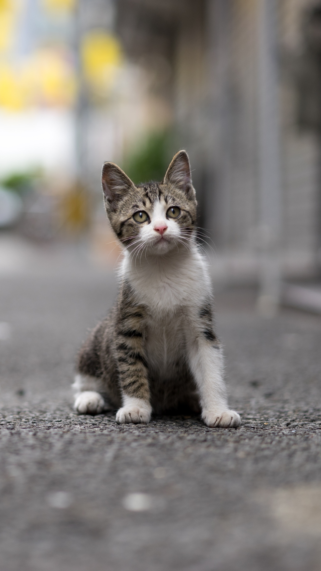 Download mobile wallpaper Cats, Cat, Kitten, Animal, Baby Animal, Depth Of Field for free.