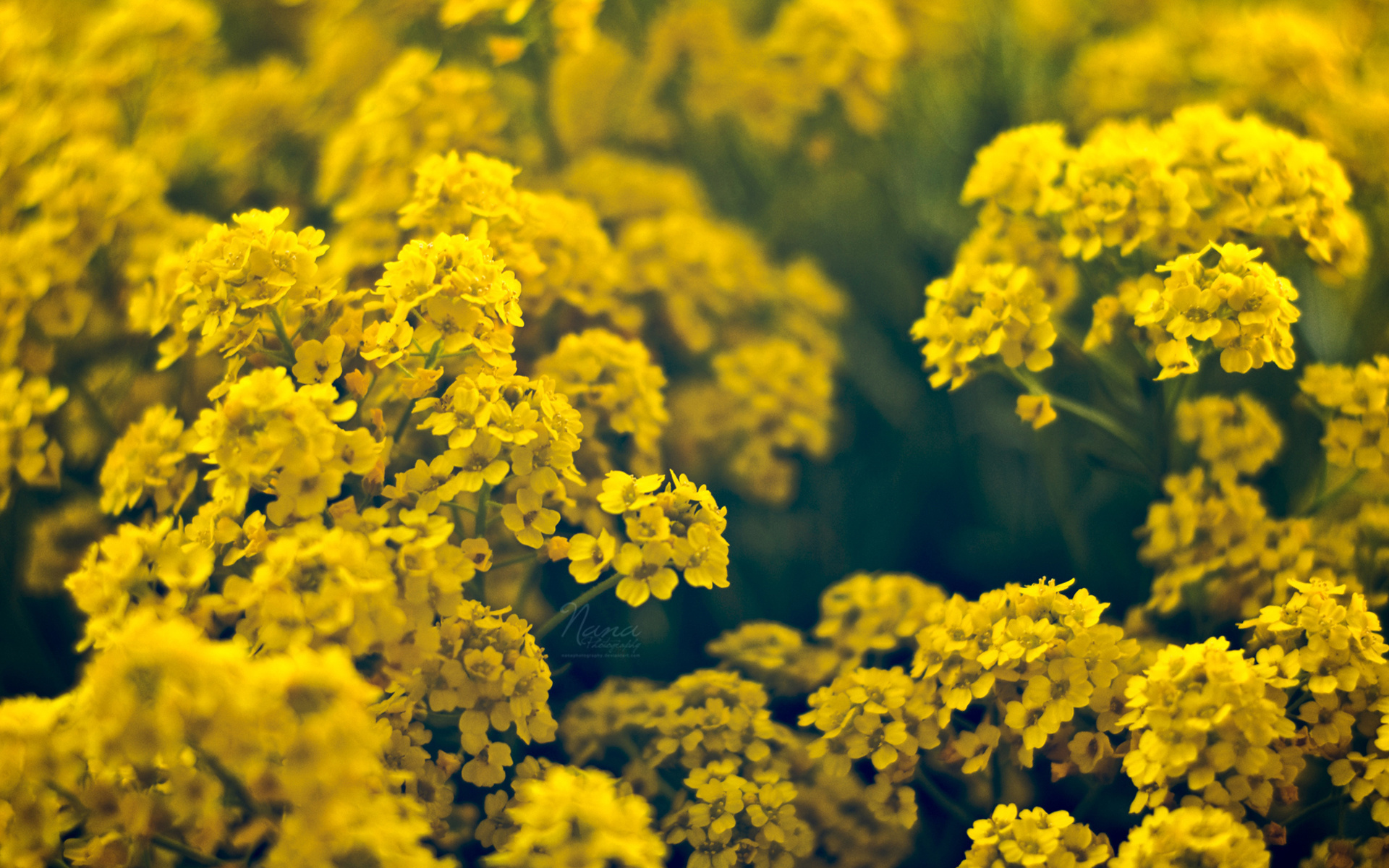 Descarga gratis la imagen Flor, Tierra/naturaleza en el escritorio de tu PC