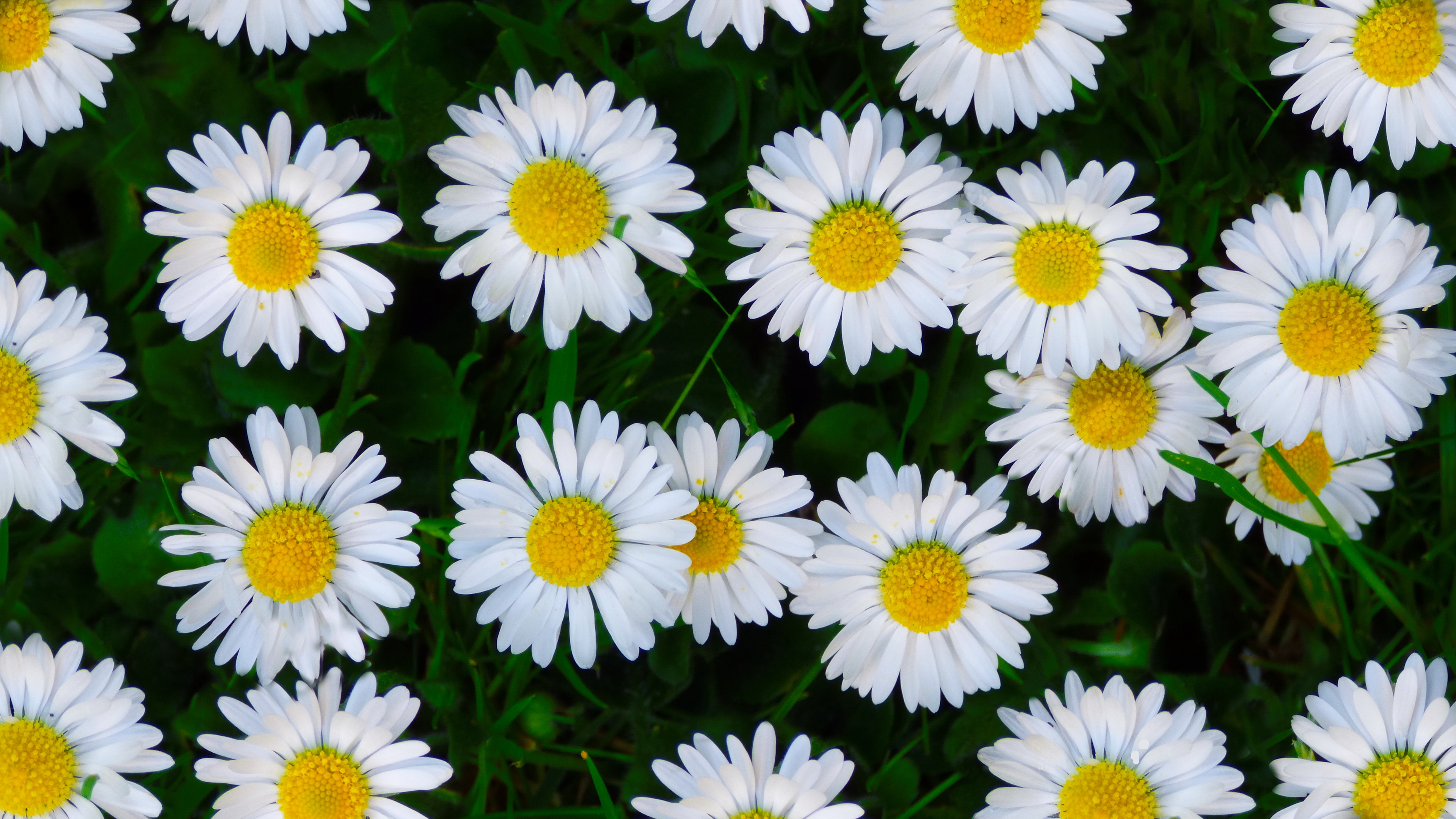 Descarga gratis la imagen Flores, Flor, Margarita, Flor Blanca, Tierra/naturaleza en el escritorio de tu PC
