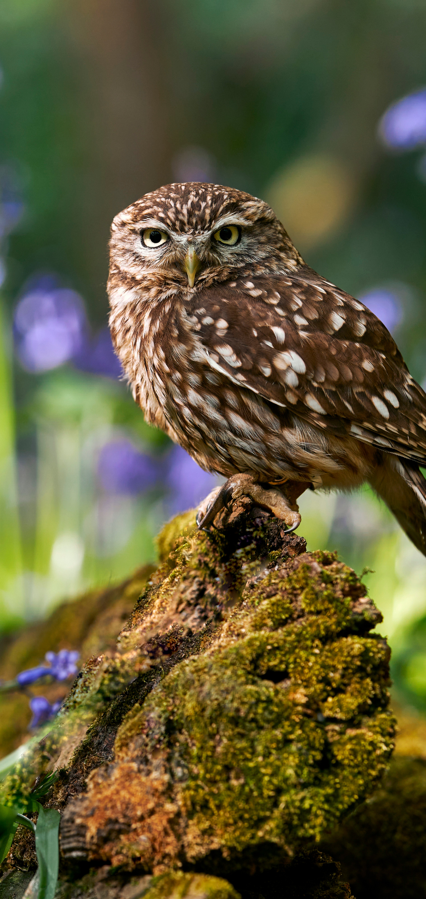 Download mobile wallpaper Birds, Owl, Bird, Animal for free.