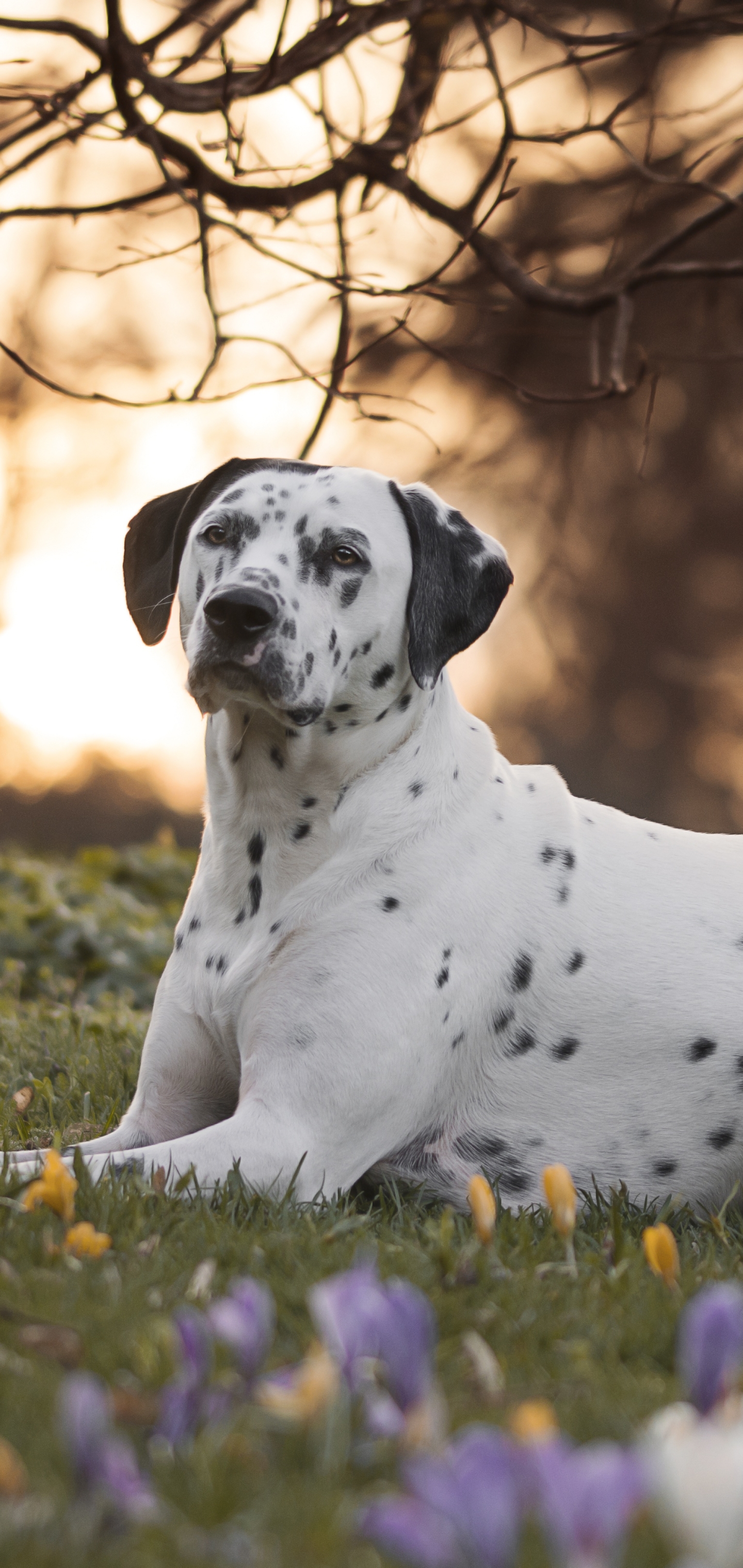 Laden Sie das Tiere, Hunde, Hund, Dalmatiner, Krokus-Bild kostenlos auf Ihren PC-Desktop herunter