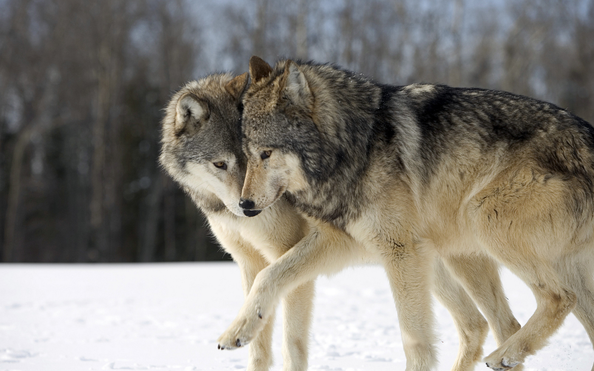 Download mobile wallpaper Wolf, Animal, Wolves for free.