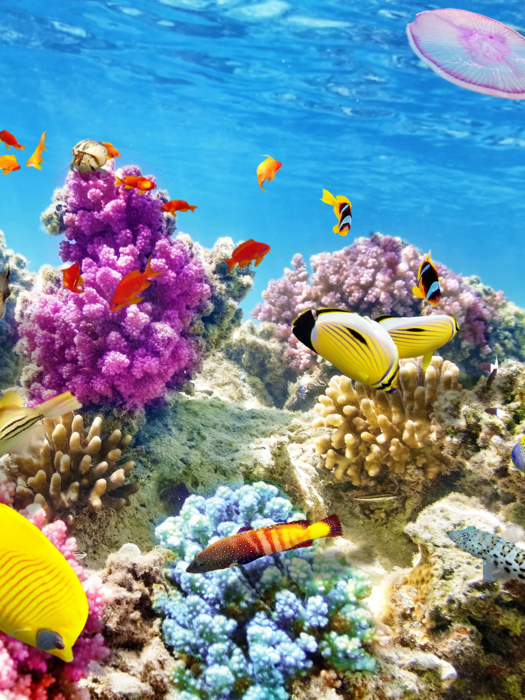 Скачать картинку Животные, Рыбы, Океан, Подводный, Коралловый Риф в телефон бесплатно.