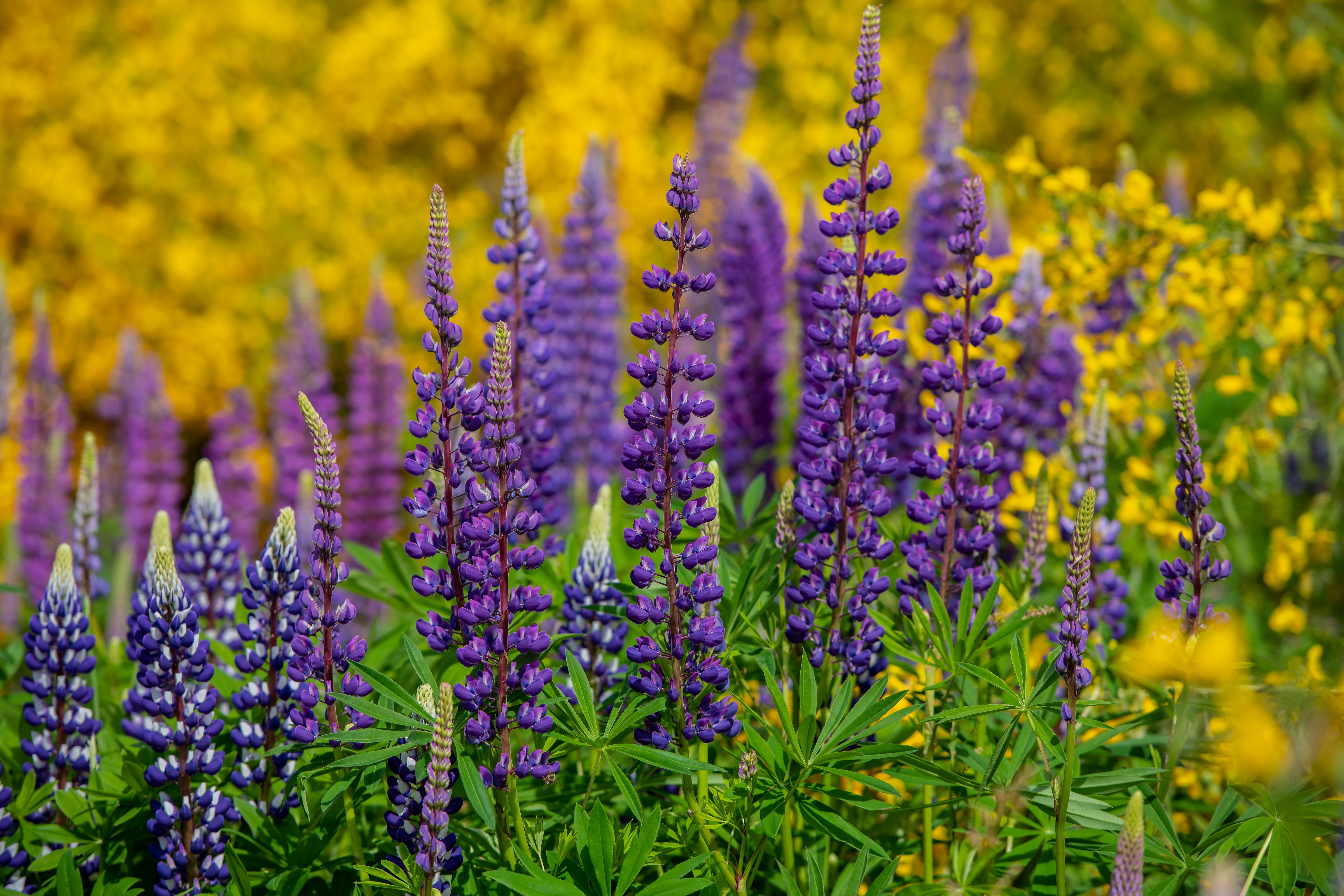 Laden Sie das Blume, Lupinen, Erde/natur-Bild kostenlos auf Ihren PC-Desktop herunter