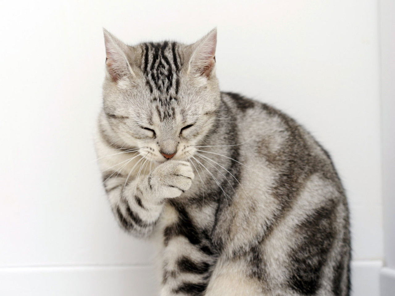 Baixe gratuitamente a imagem Animais, Gato na área de trabalho do seu PC