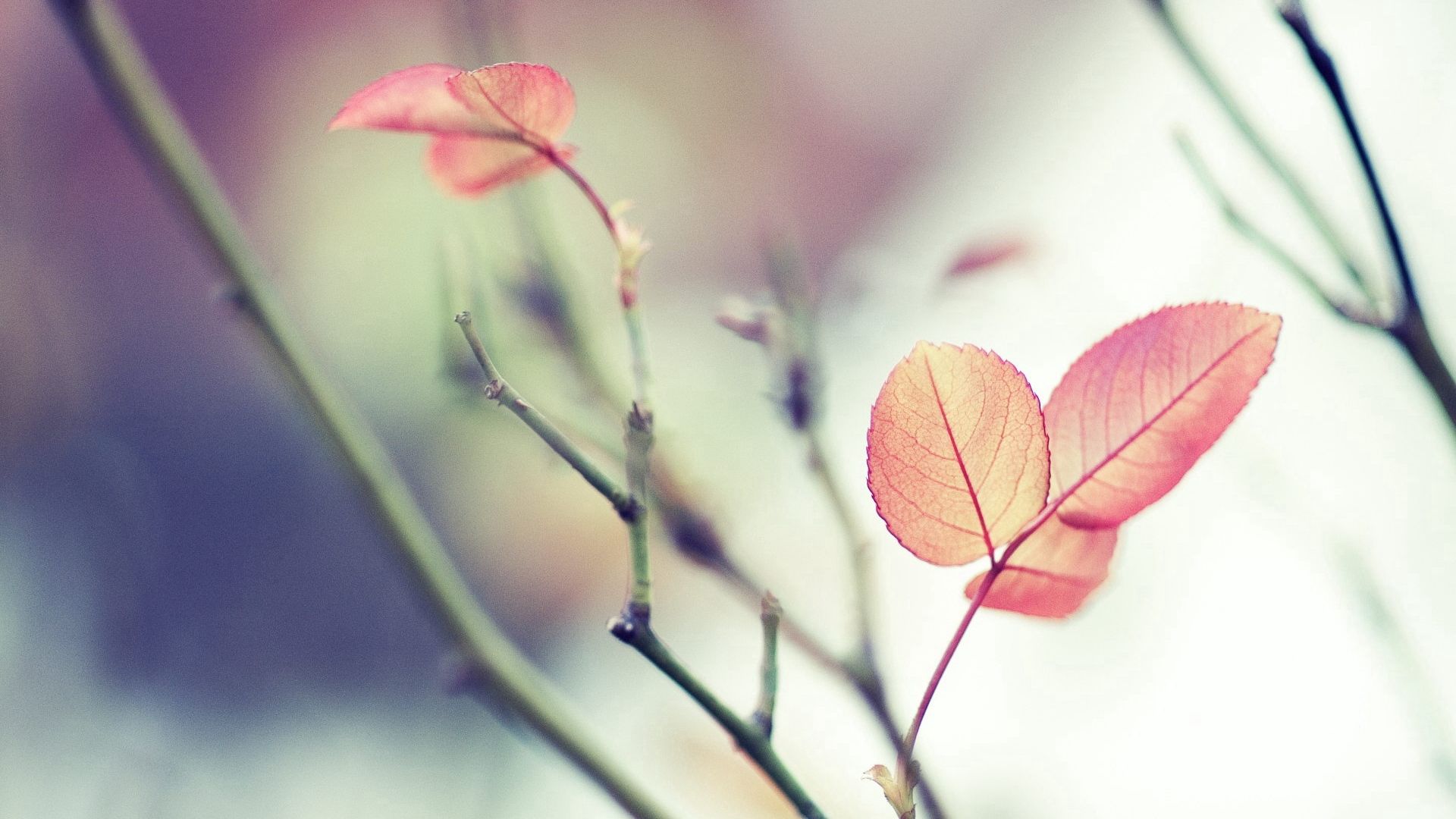 smooth, leaves, macro, blur, branches